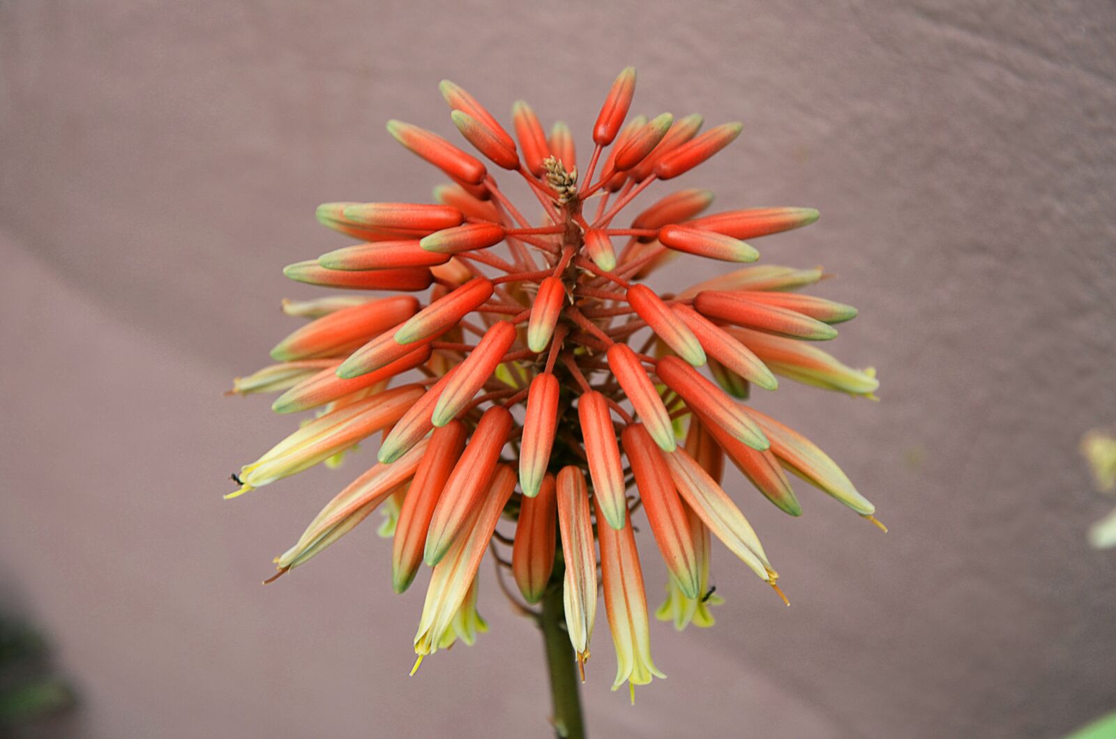 Nikon D5100 sample photo. Flower, macro, thimble photography