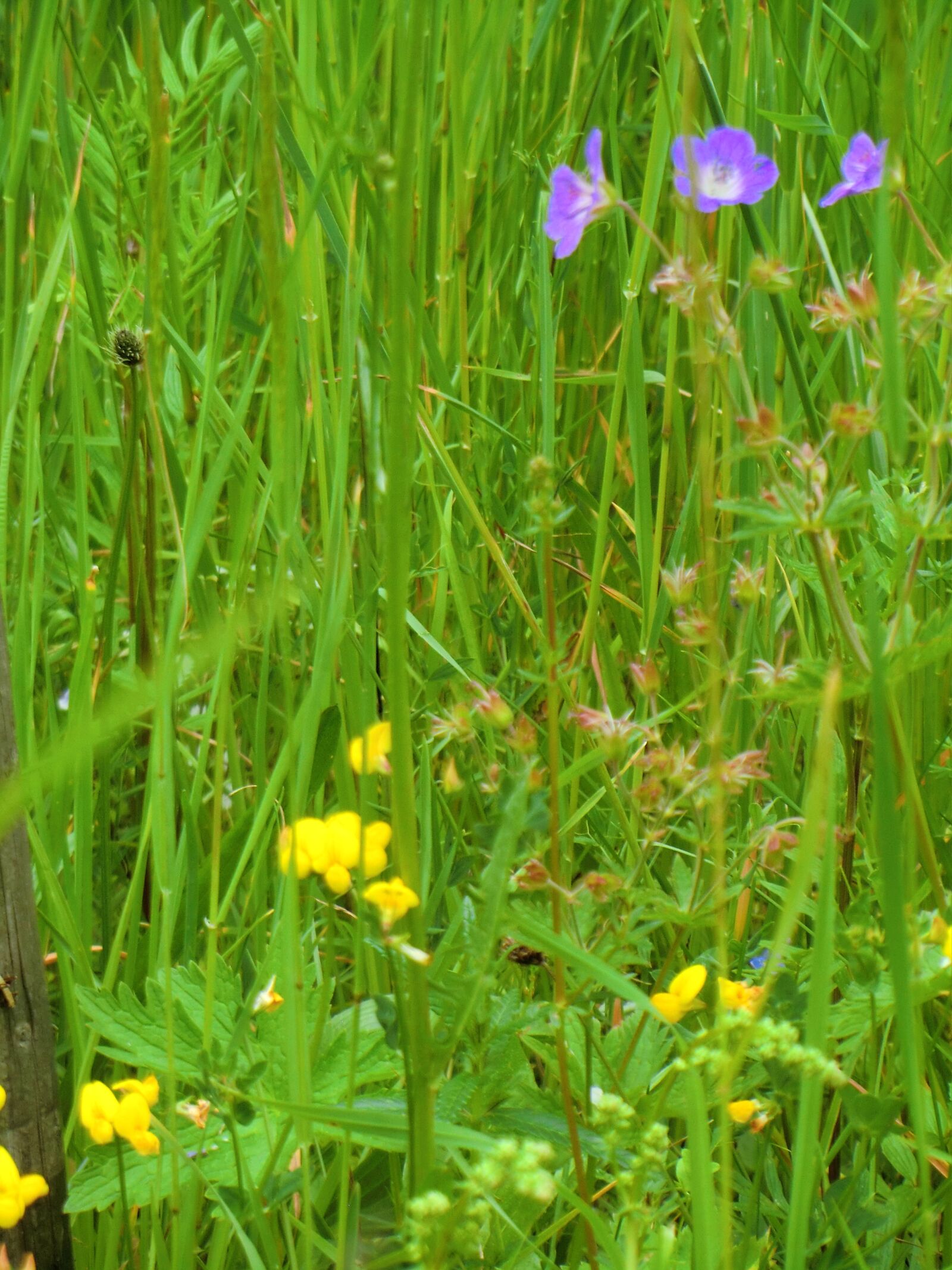 CASIO EX-H15 sample photo. Wild flower, green, flower photography