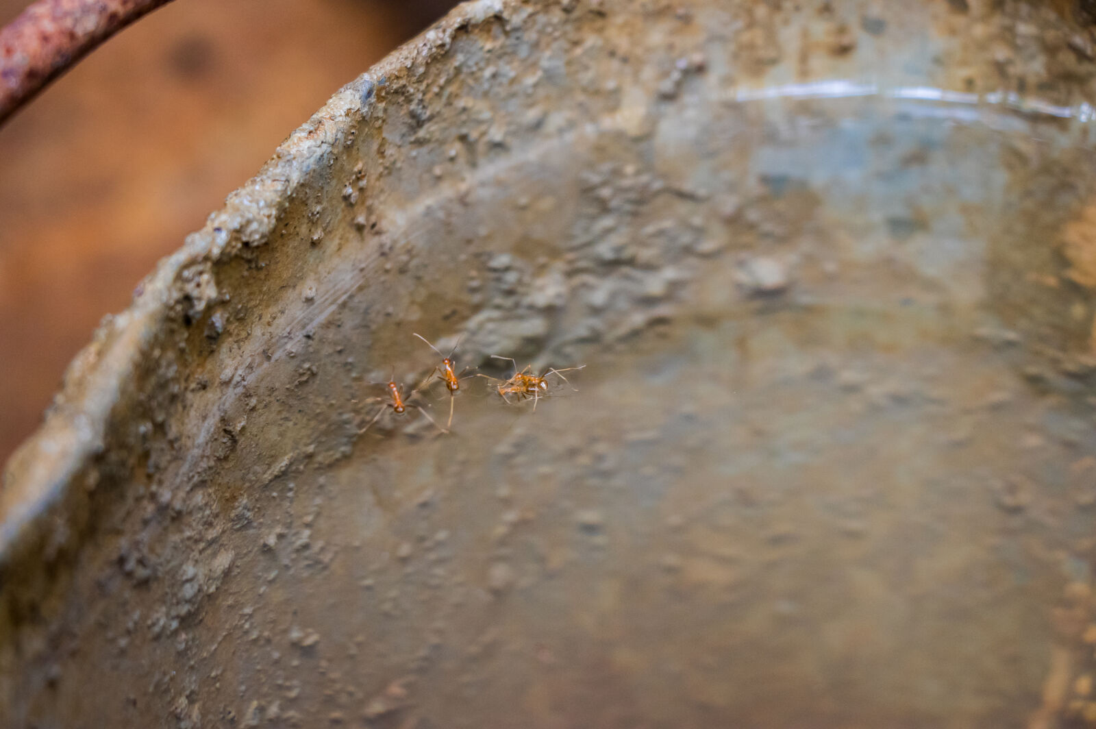 Canon EOS 80D + Canon EF-S 18-135mm F3.5-5.6 IS USM sample photo. Ants, on, the, water photography