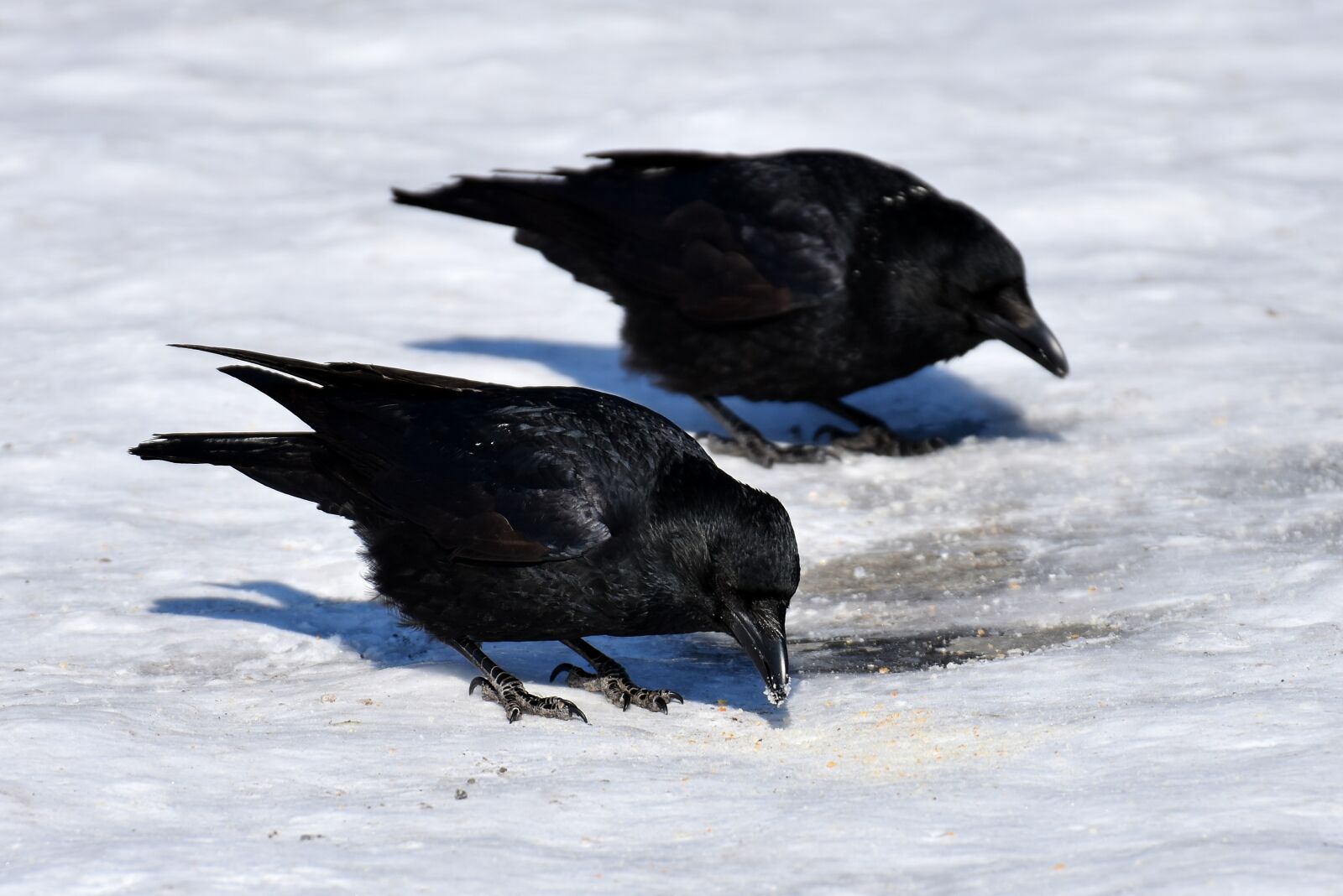 Nikon D7200 sample photo. Common raven, raven, snow photography