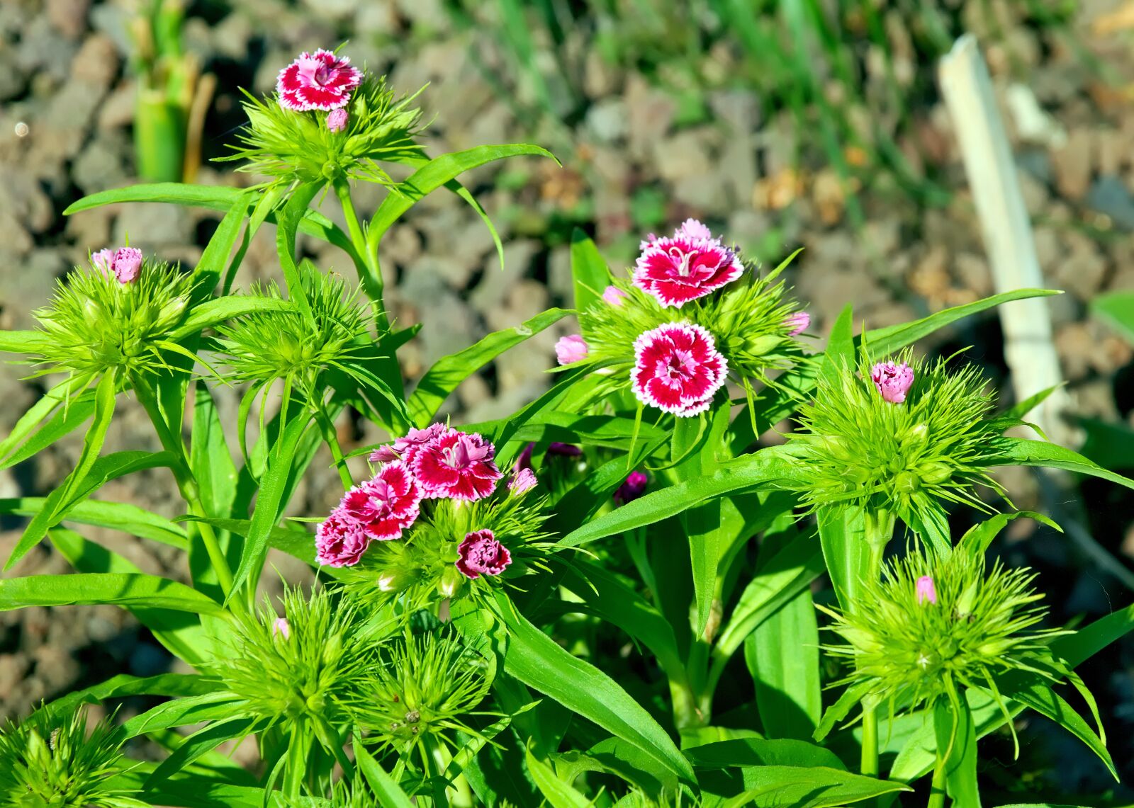 Nikon D3300 sample photo. Stechnelke, flower, carnation photography