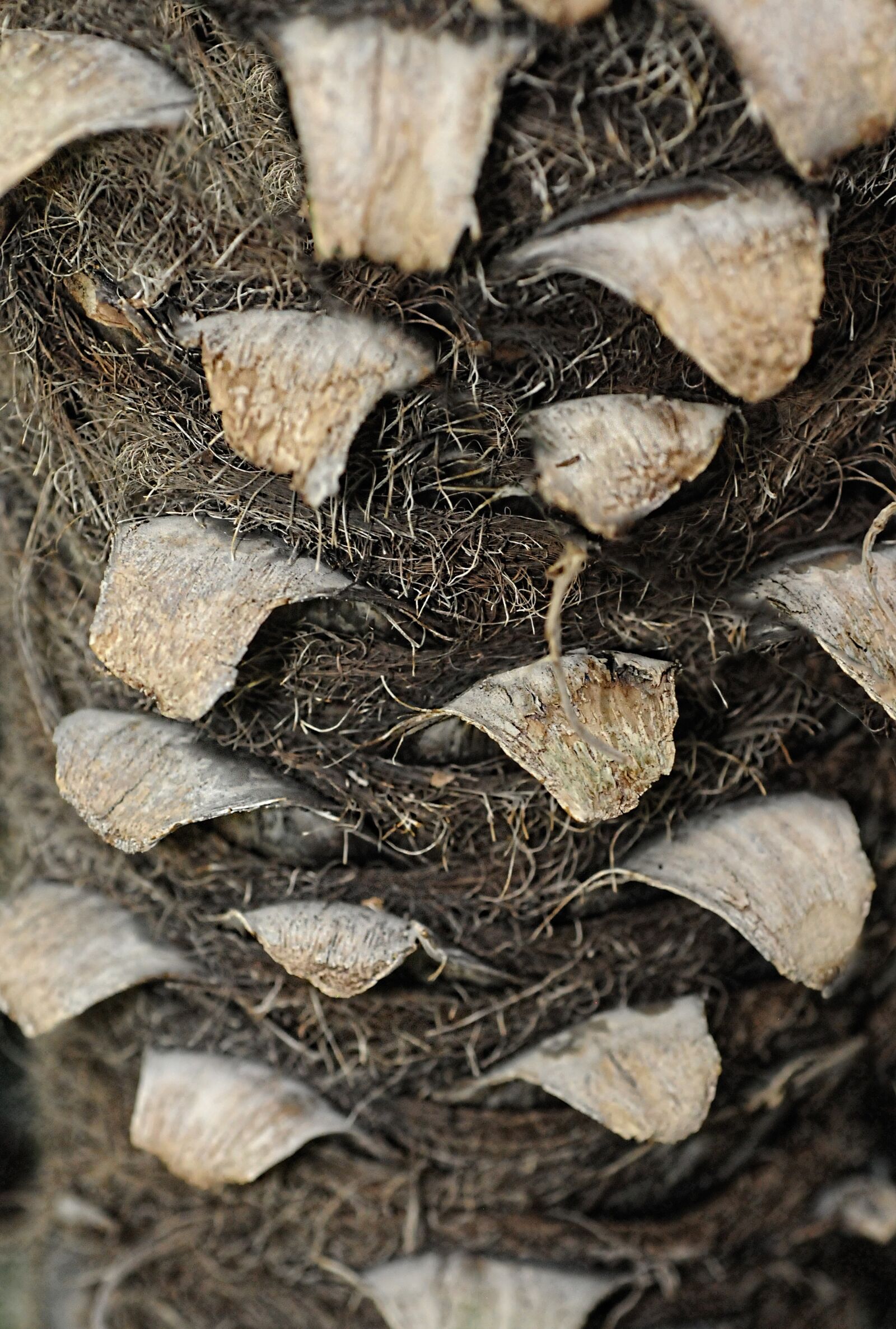 Nikon D300 sample photo. Trunk, tree fern, plant photography