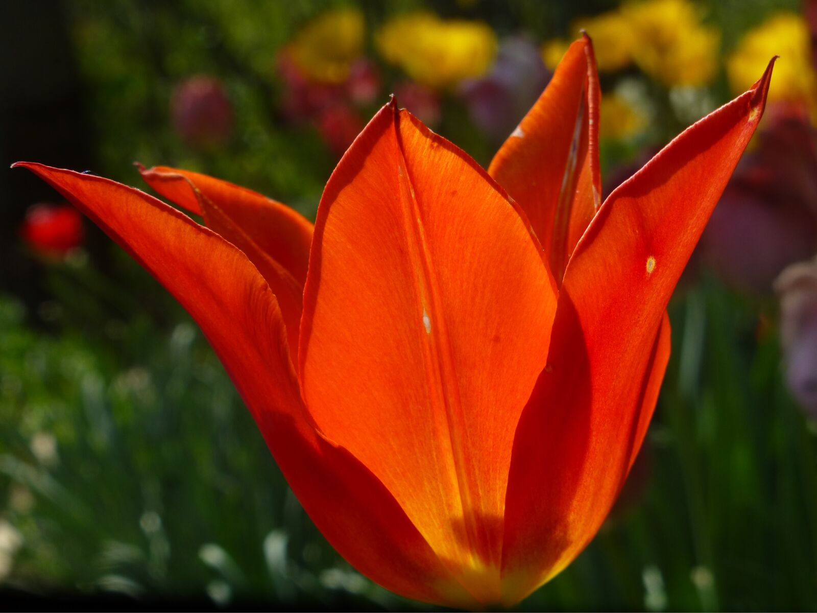Panasonic DMC-TZ31 sample photo. Tulip, tulipa, lilies photography