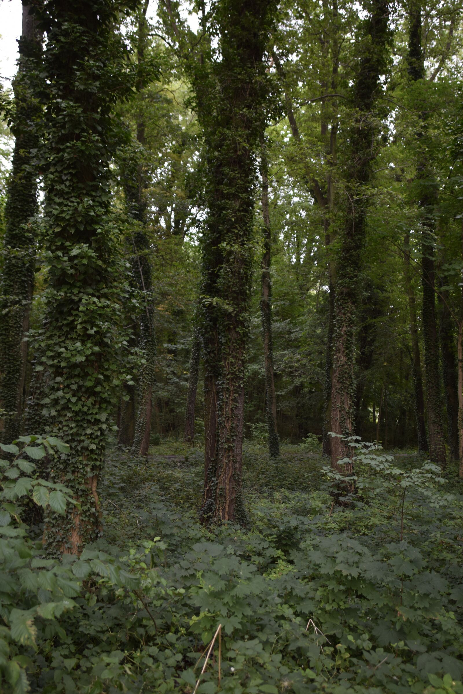 Nikon D5300 sample photo. Forest, tree, ivy photography