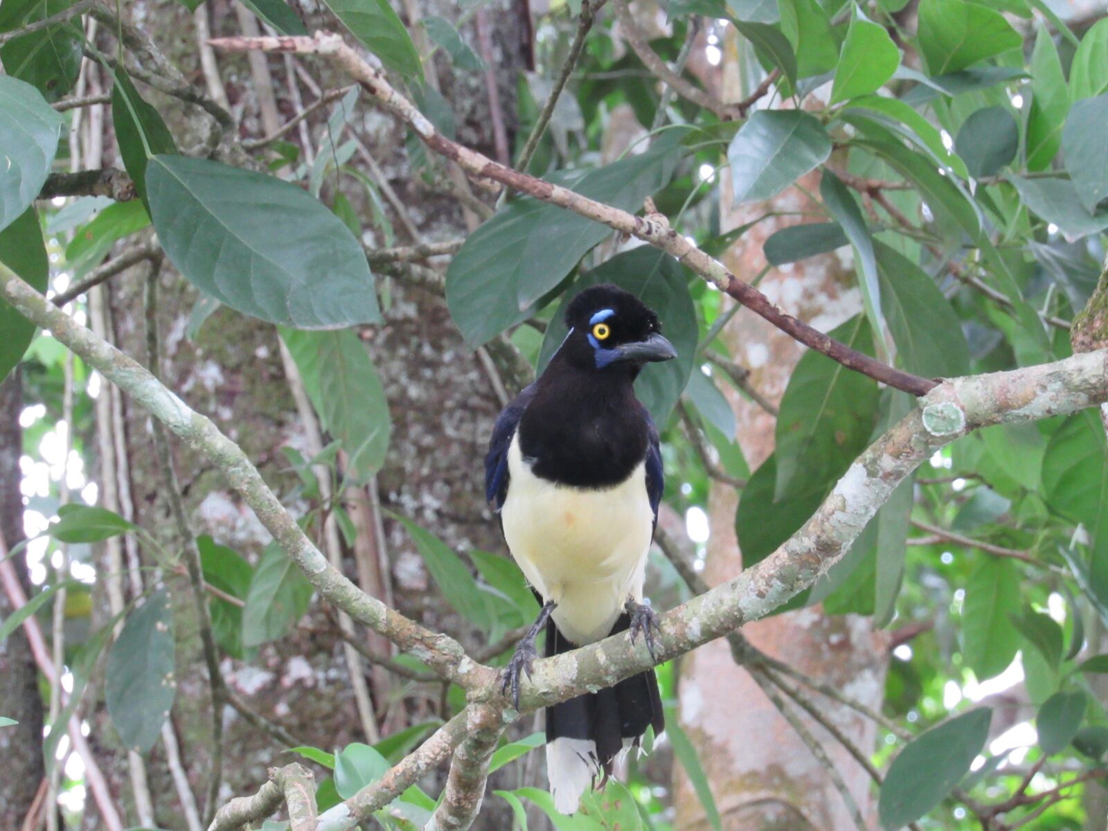 Canon PowerShot SX530 HS sample photo. Bird, nature, animal photography