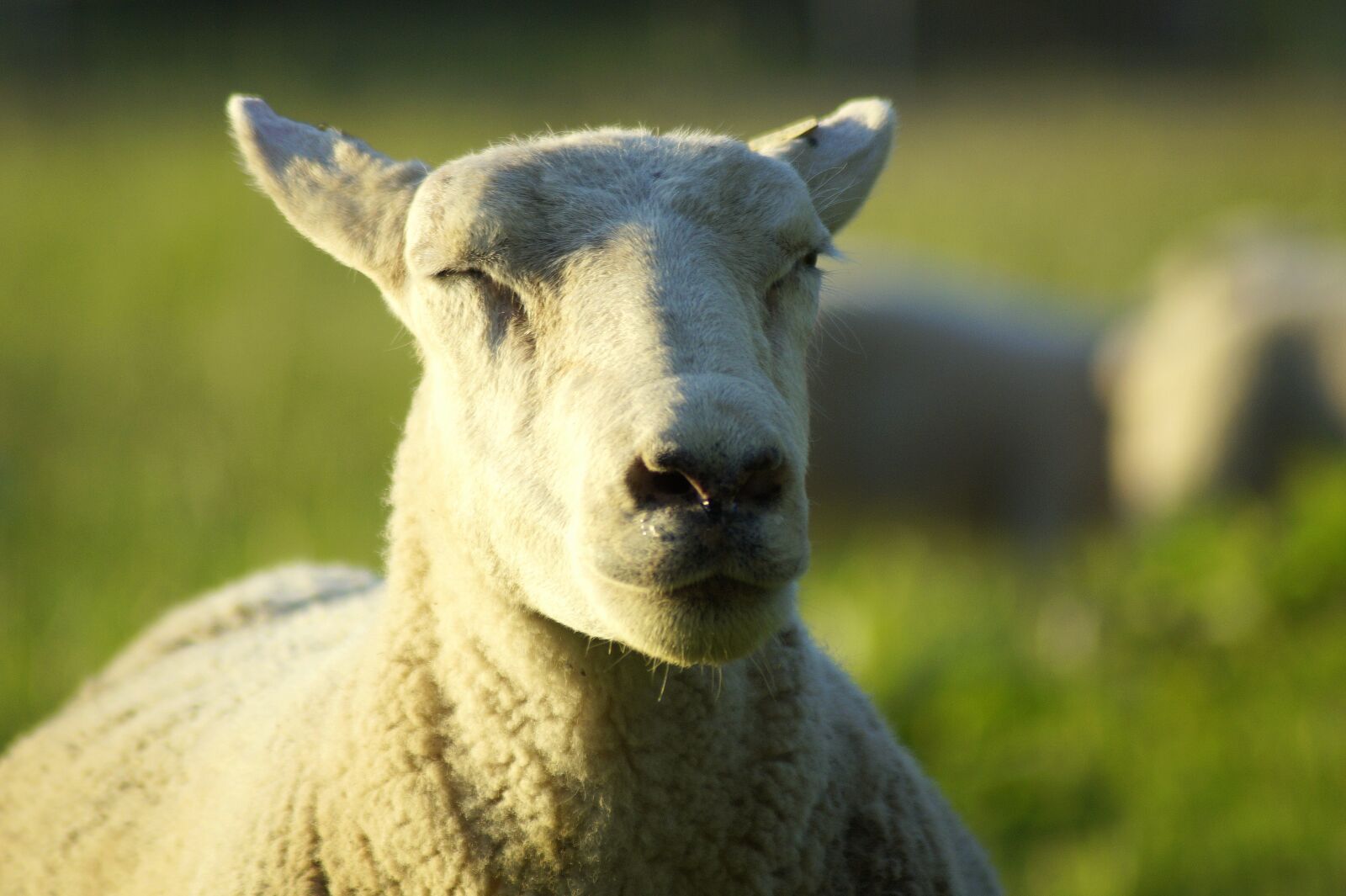 Sony SLT-A58 sample photo. Sheep, wind, spring photography
