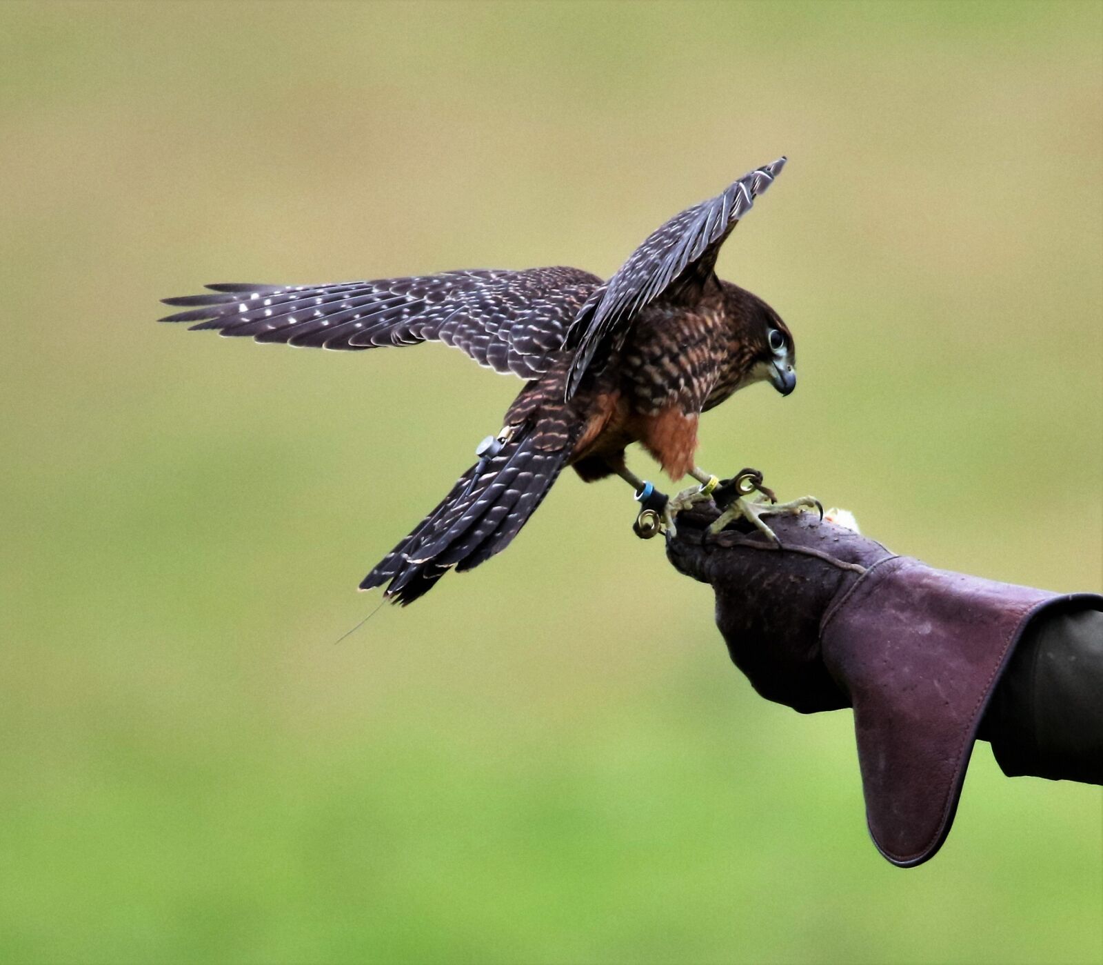 Canon EOS 7D Mark II sample photo. New zealand falcon, falcon photography