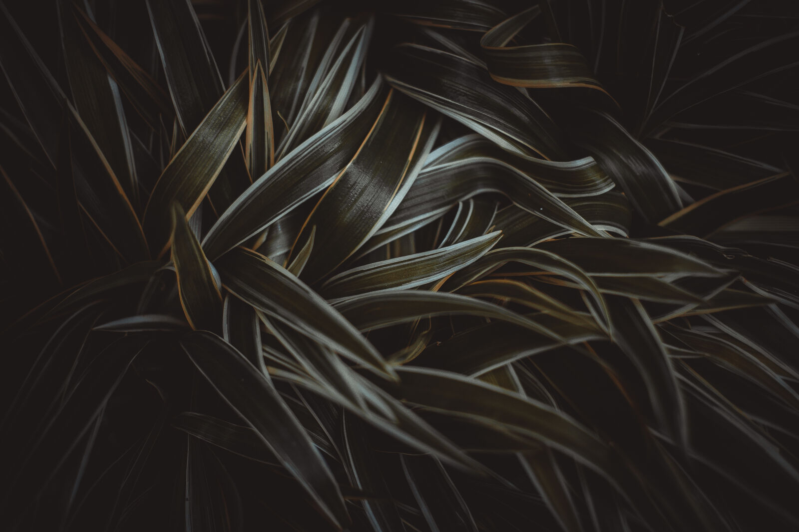 Canon EOS 7D + Canon EF 50mm F1.8 STM sample photo. Dark, garden, grass, nature photography