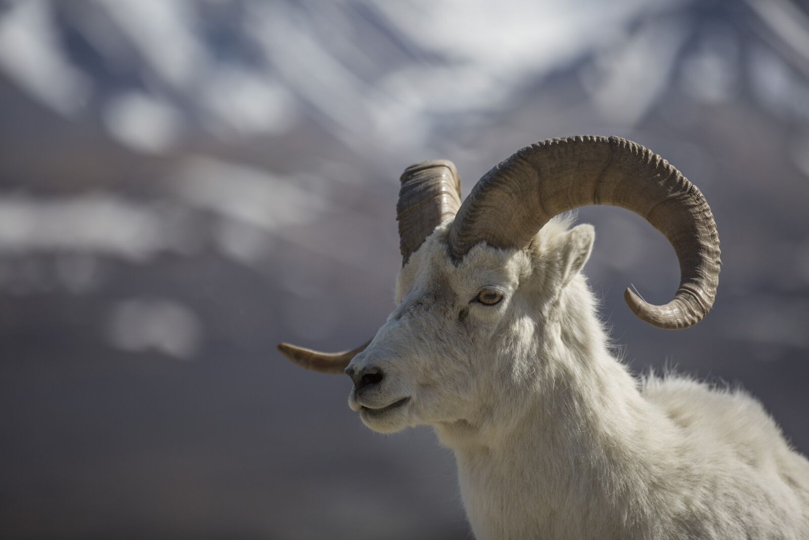 Canon EOS 5D Mark III sample photo. Sheep, dall, ram photography