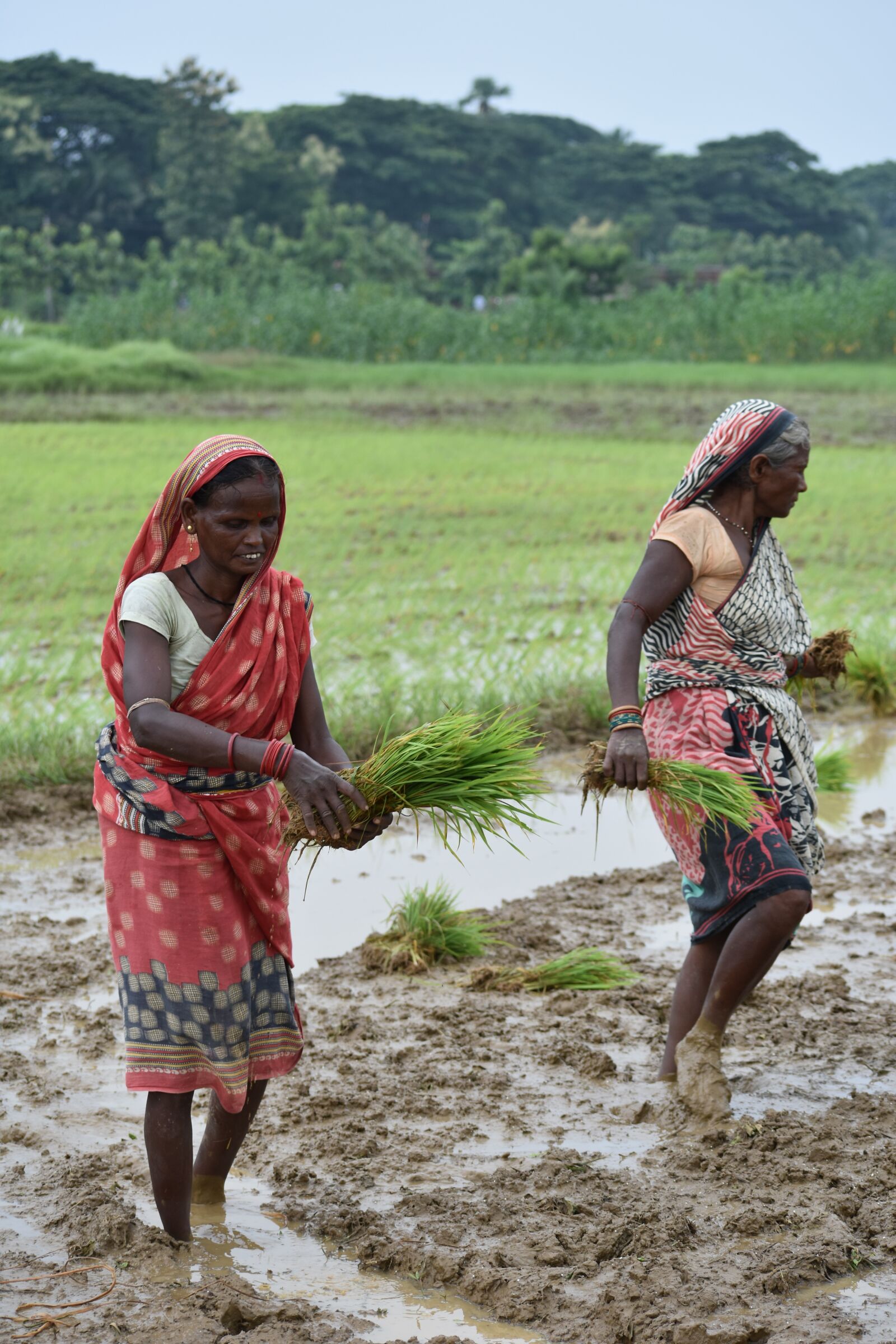 Nikon D3400 sample photo. Asia, rice, farmer photography