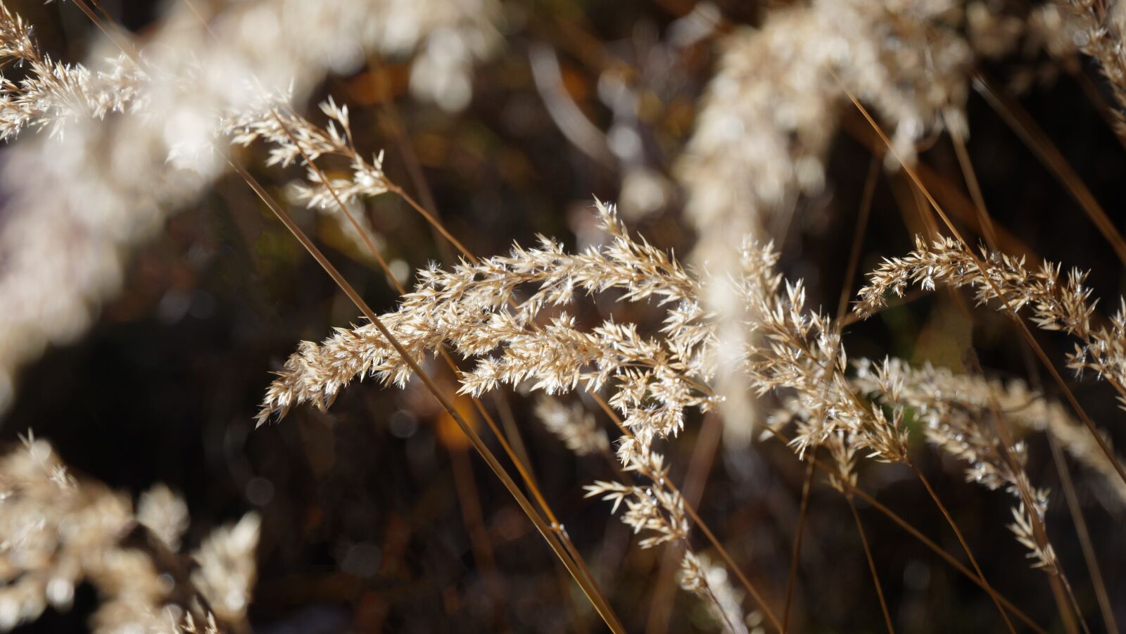 Canon EOS 80D sample photo. Halme, grasses, blades of photography
