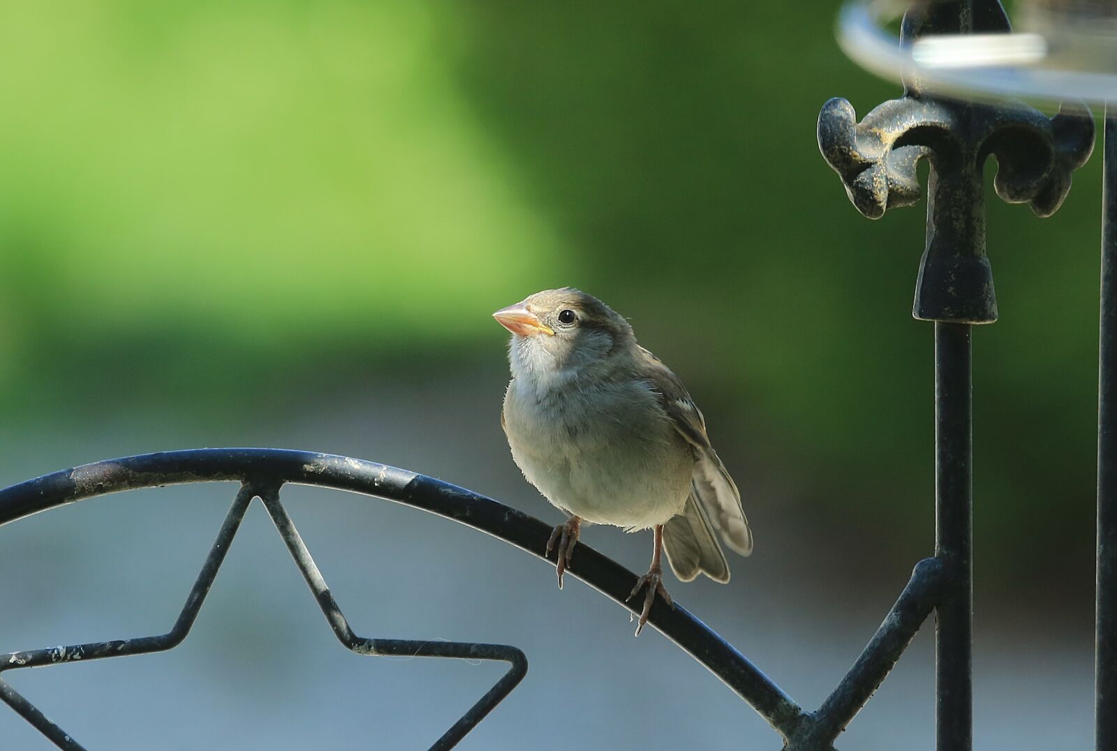 Canon EF 100-400mm F4.5-5.6L IS USM sample photo. Bird, fence, animal photography