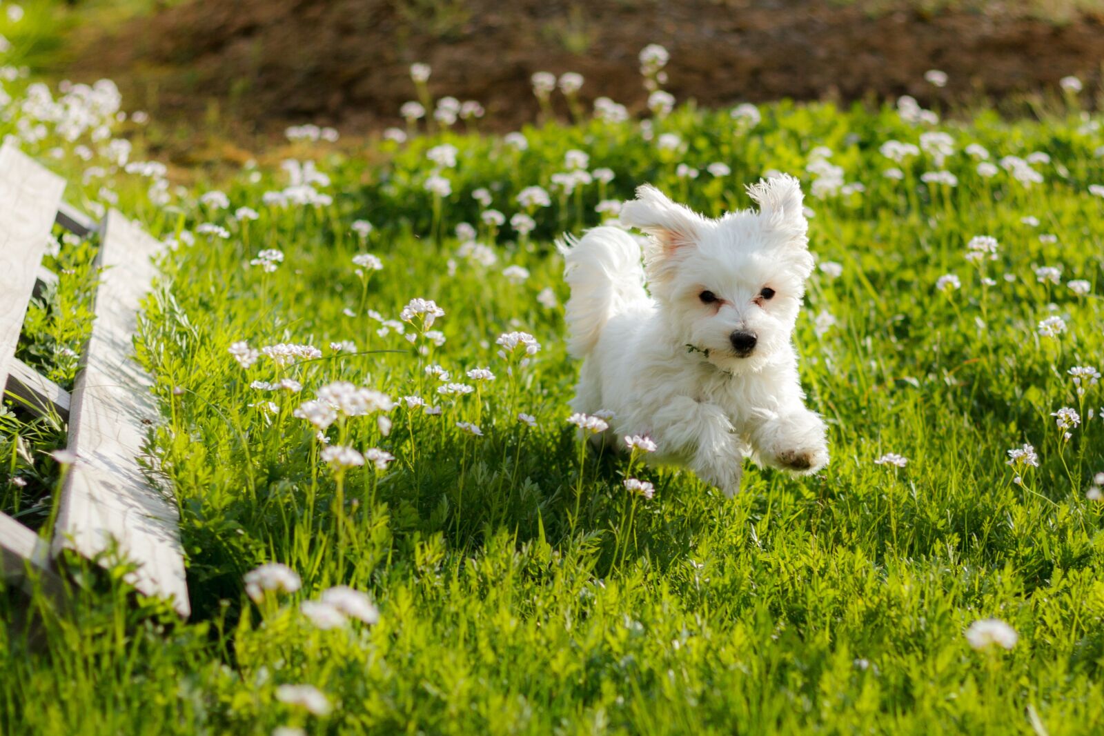 Canon EOS 7D + Canon EF 50mm F1.8 STM sample photo. Dog, maltese, puppy photography