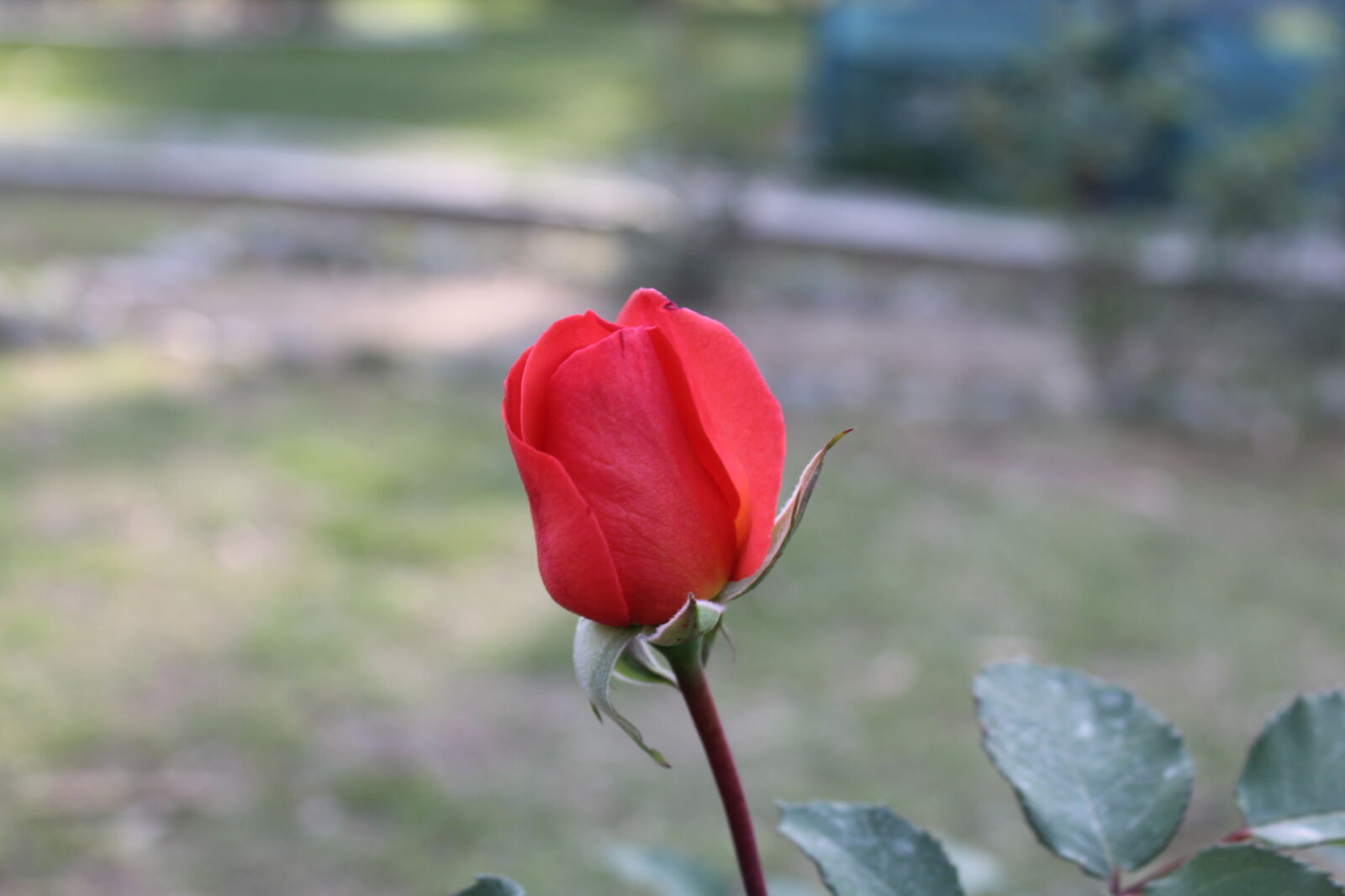 Canon EOS 1300D (EOS Rebel T6 / EOS Kiss X80) sample photo