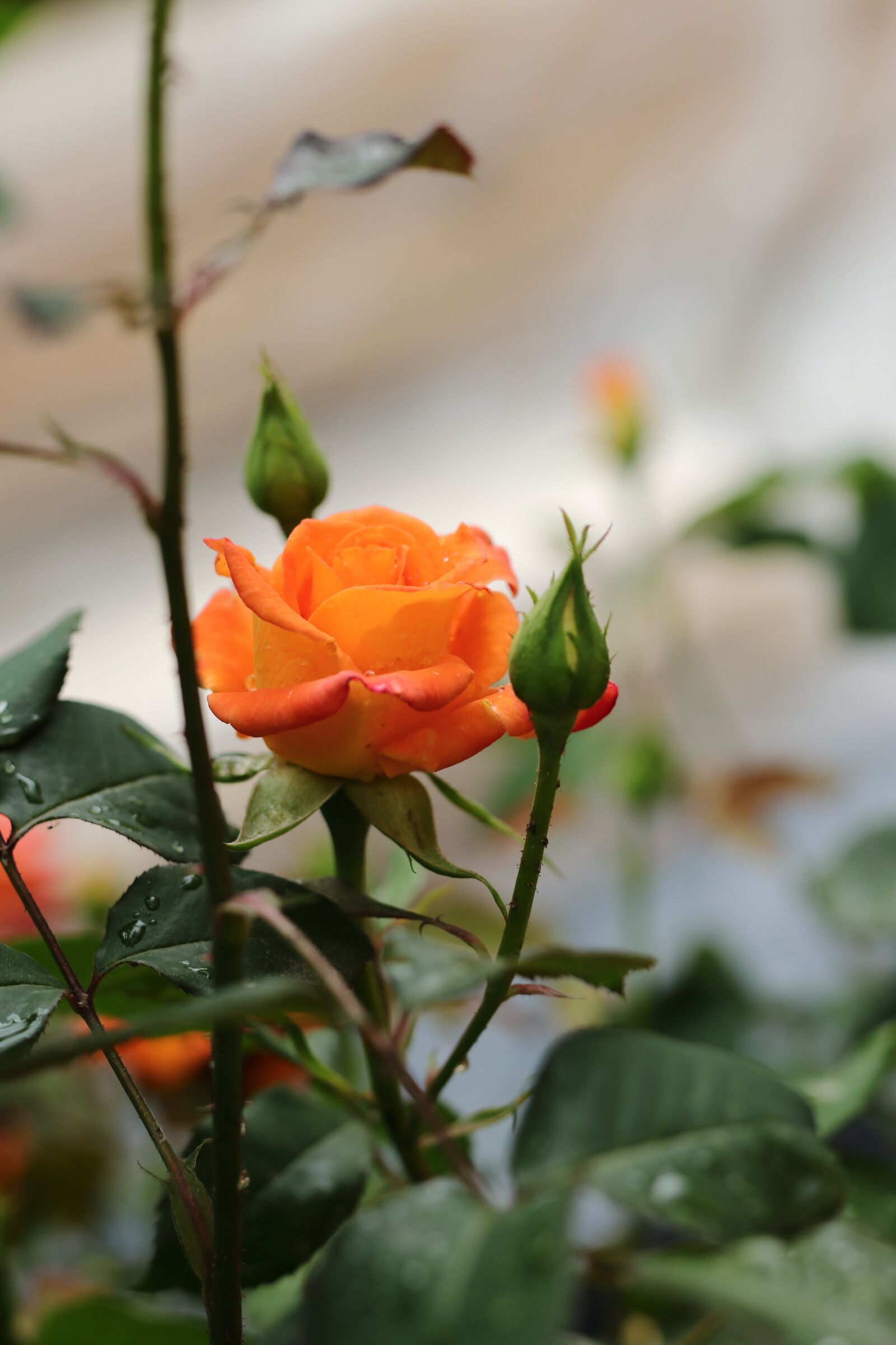 Canon EOS 77D (EOS 9000D / EOS 770D) sample photo. Rose, garden, flower photography