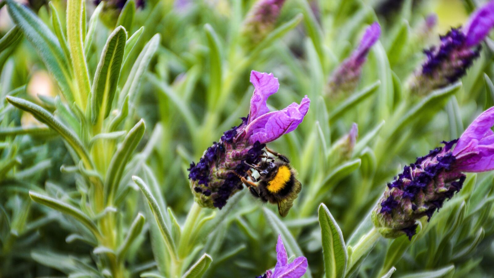 Nikon D5600 sample photo. Flowers, lavender, spanish photography