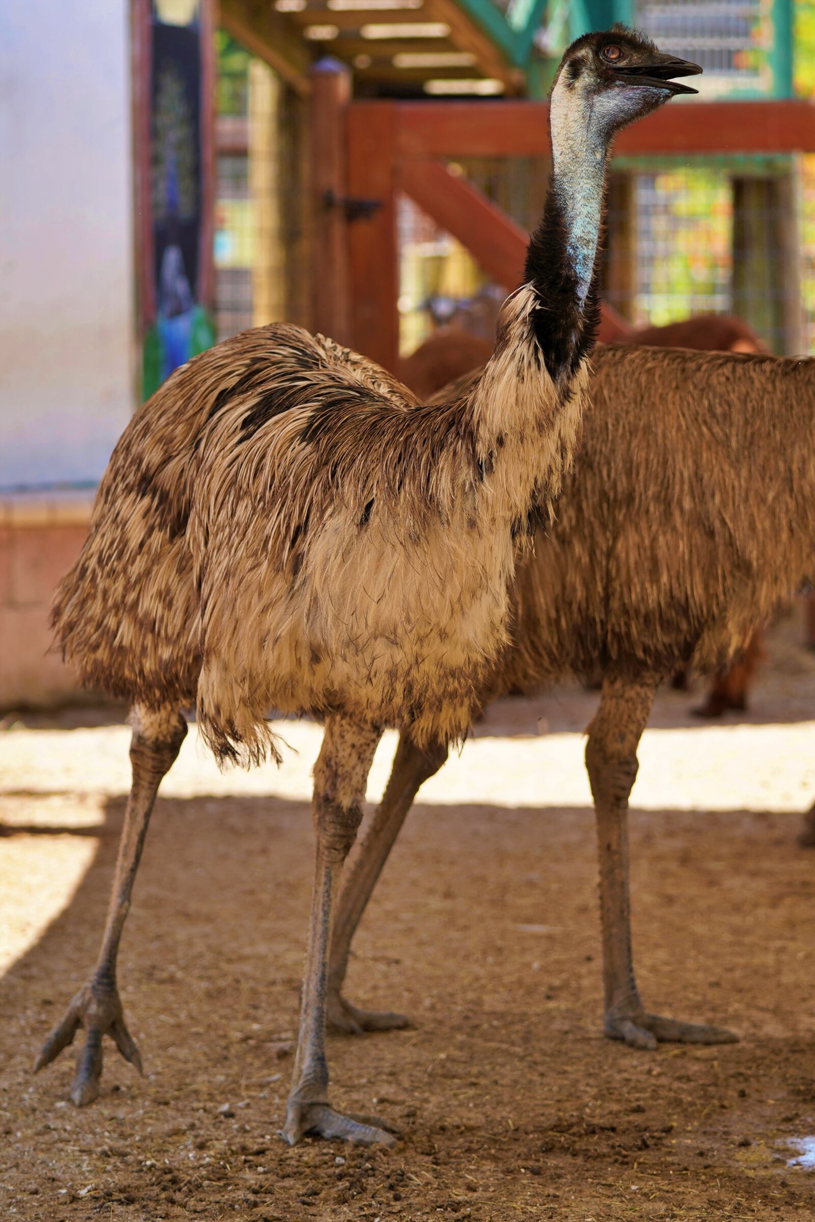 Sony a7 III sample photo. Emu, australia, zoo photography