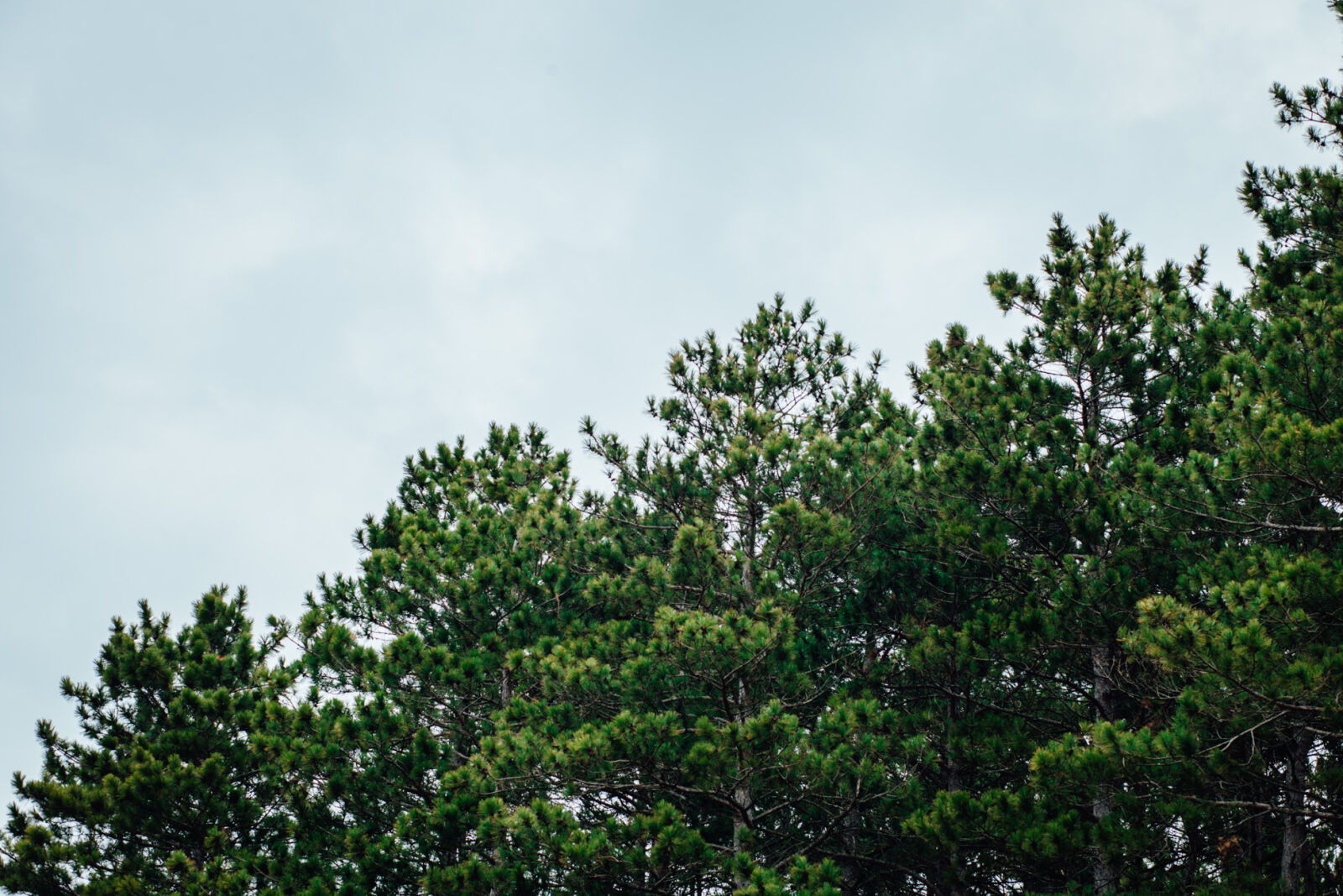 Canon EOS 5D Mark II + Canon EF 85mm F1.8 USM sample photo. Clouds, forest, green, pine photography