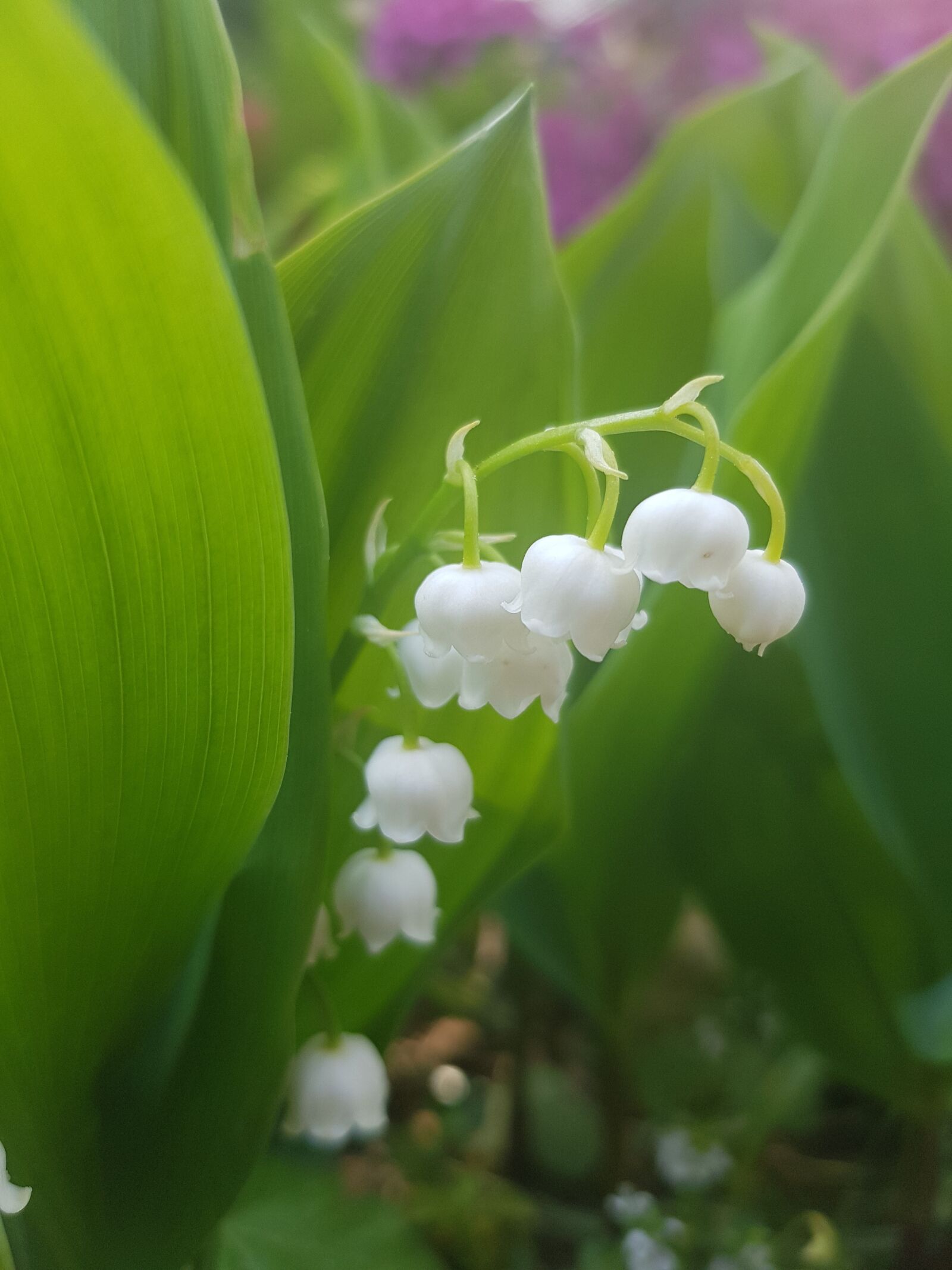 Samsung Galaxy S8 sample photo. Lily of the valley photography