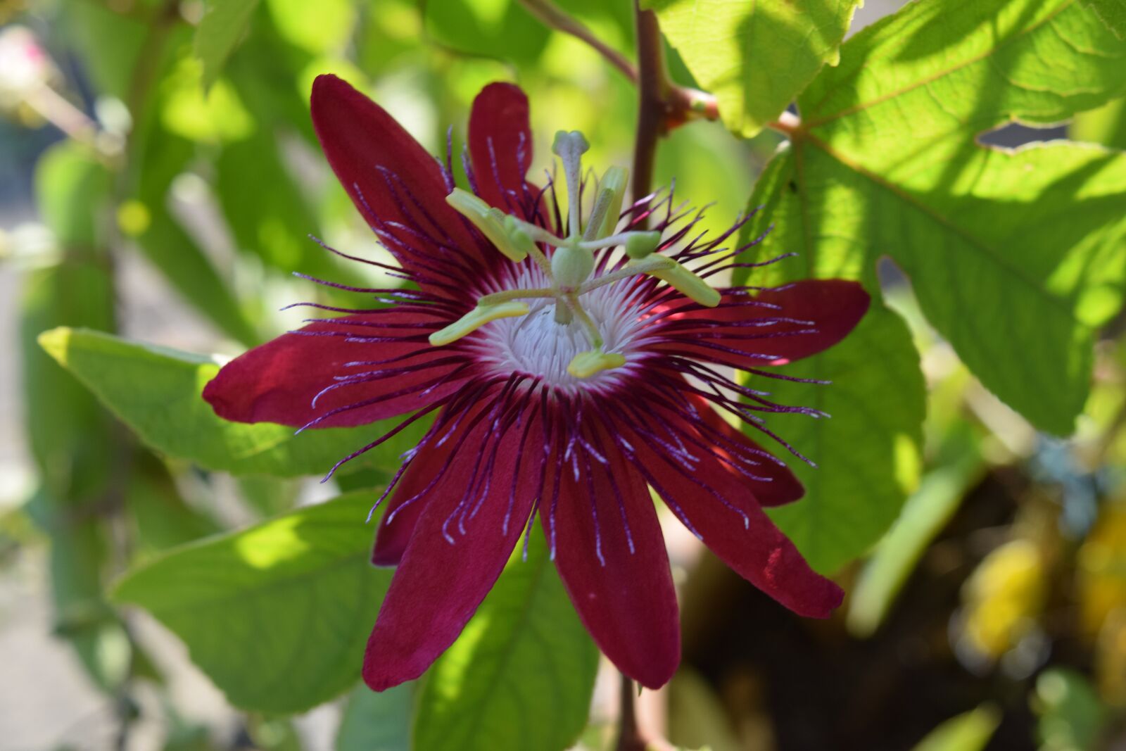Nikon D3300 sample photo. Nature, plant, garden photography