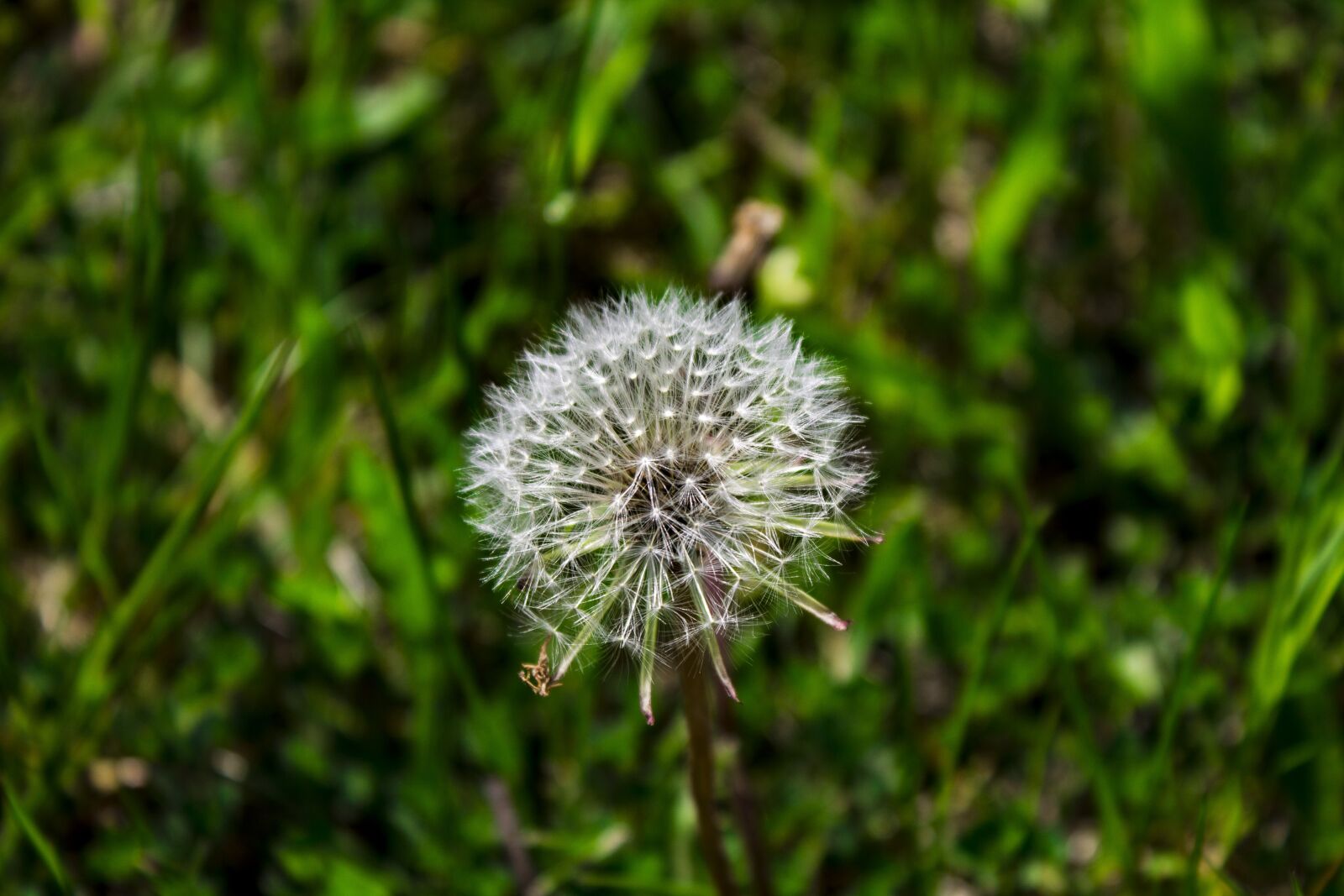 Canon EOS 1100D (EOS Rebel T3 / EOS Kiss X50) sample photo. Dandelion, nature, plant photography