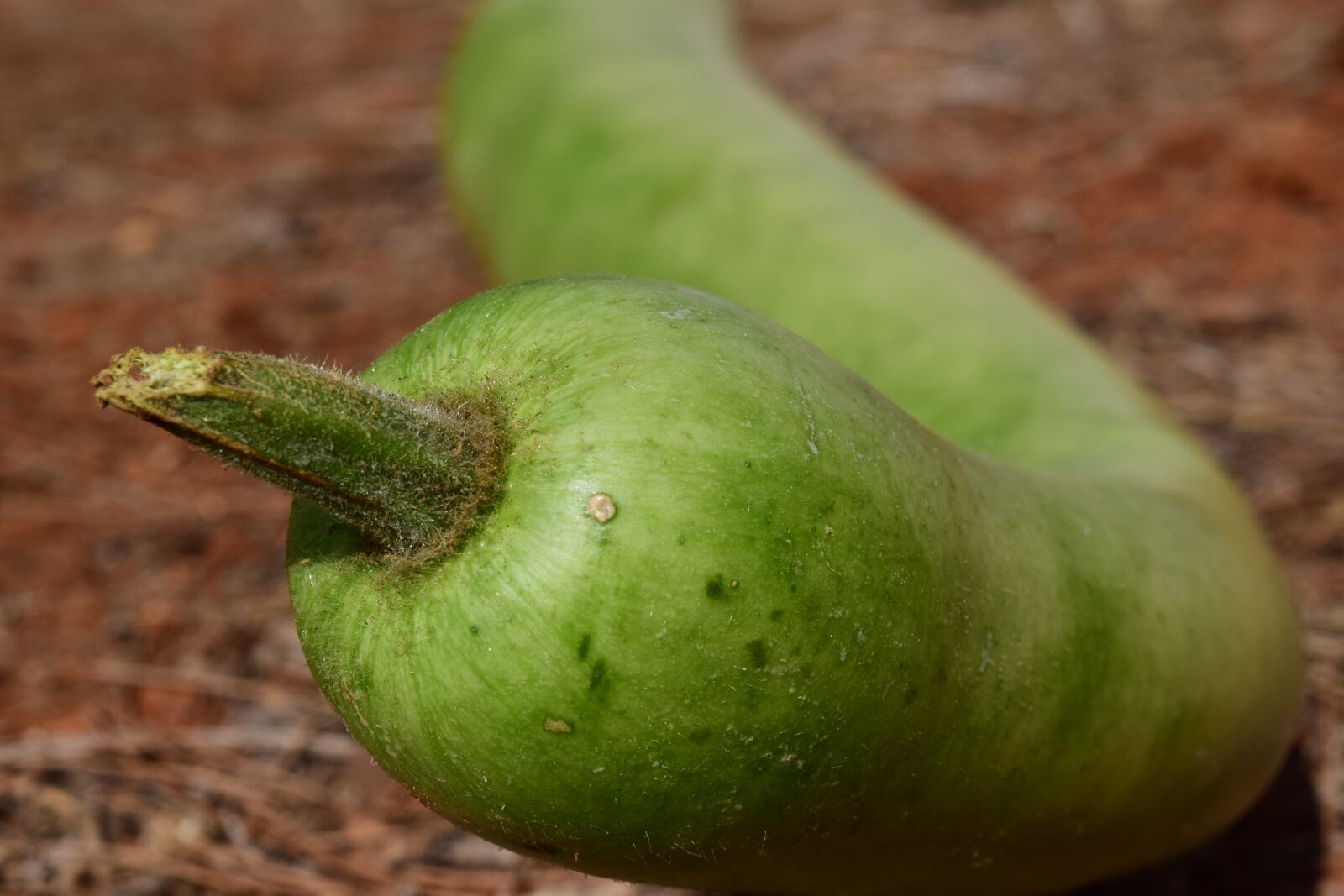 Nikon D3300 sample photo. Pumpkin, bottle gourd, essk photography
