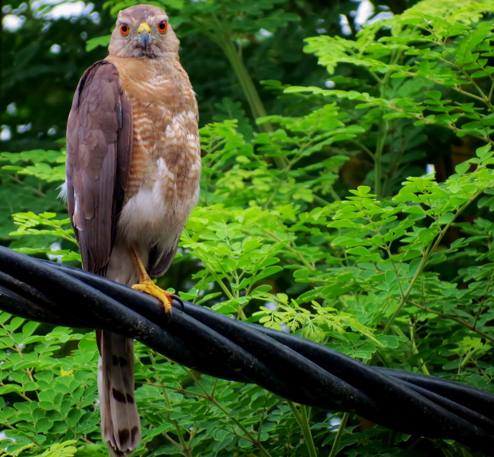Canon PowerShot SX40 HS sample photo. Bird, shikra photography