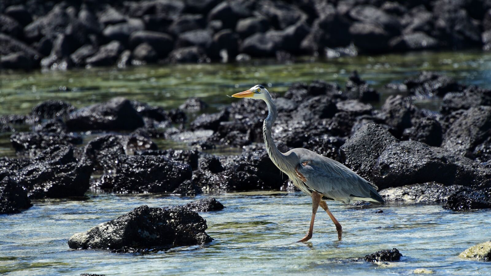 Nikon D810 sample photo. Animal, beach, beak, bird photography