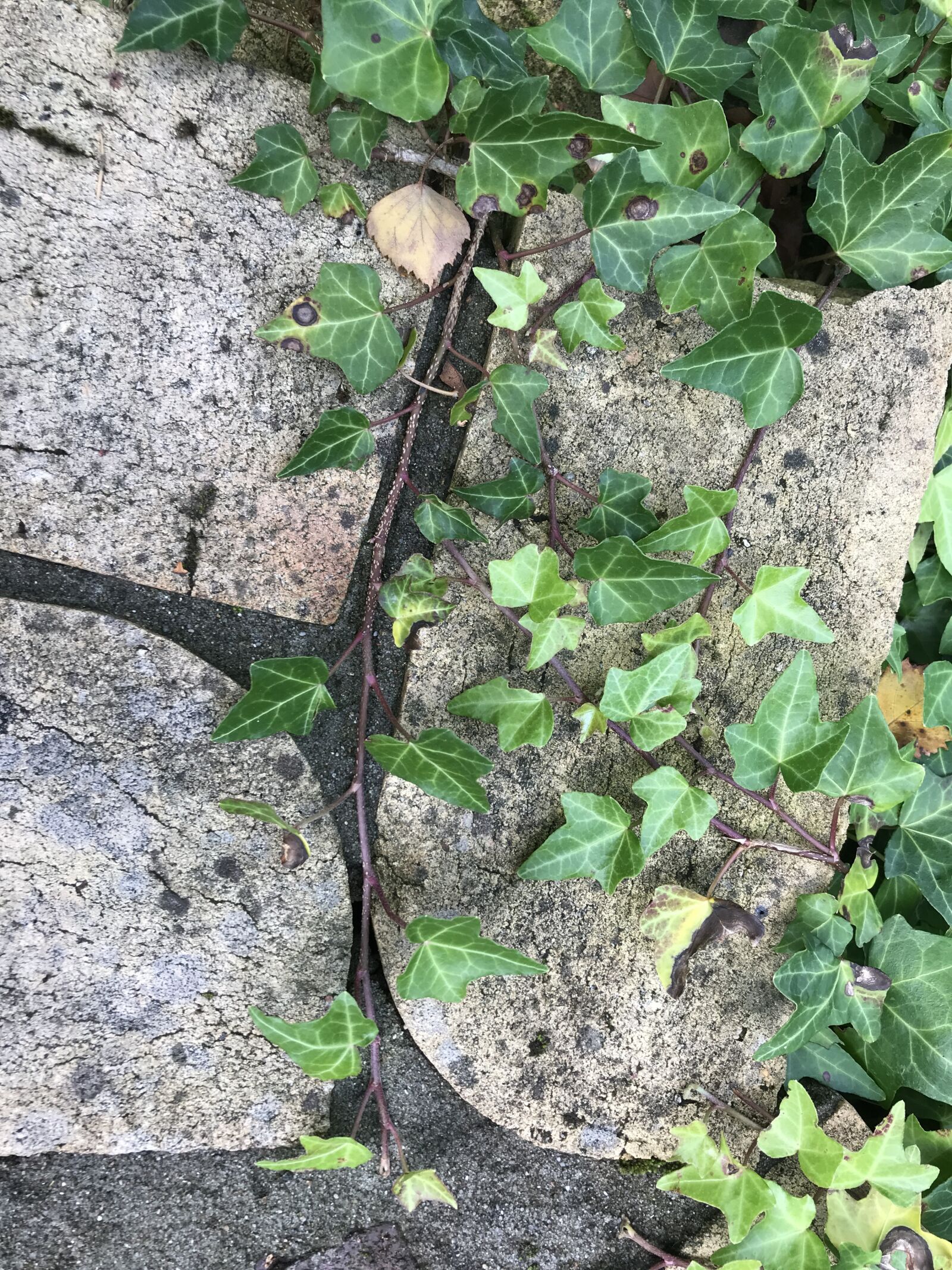 Apple iPhone 7 sample photo. Stones, ivy, wall photography