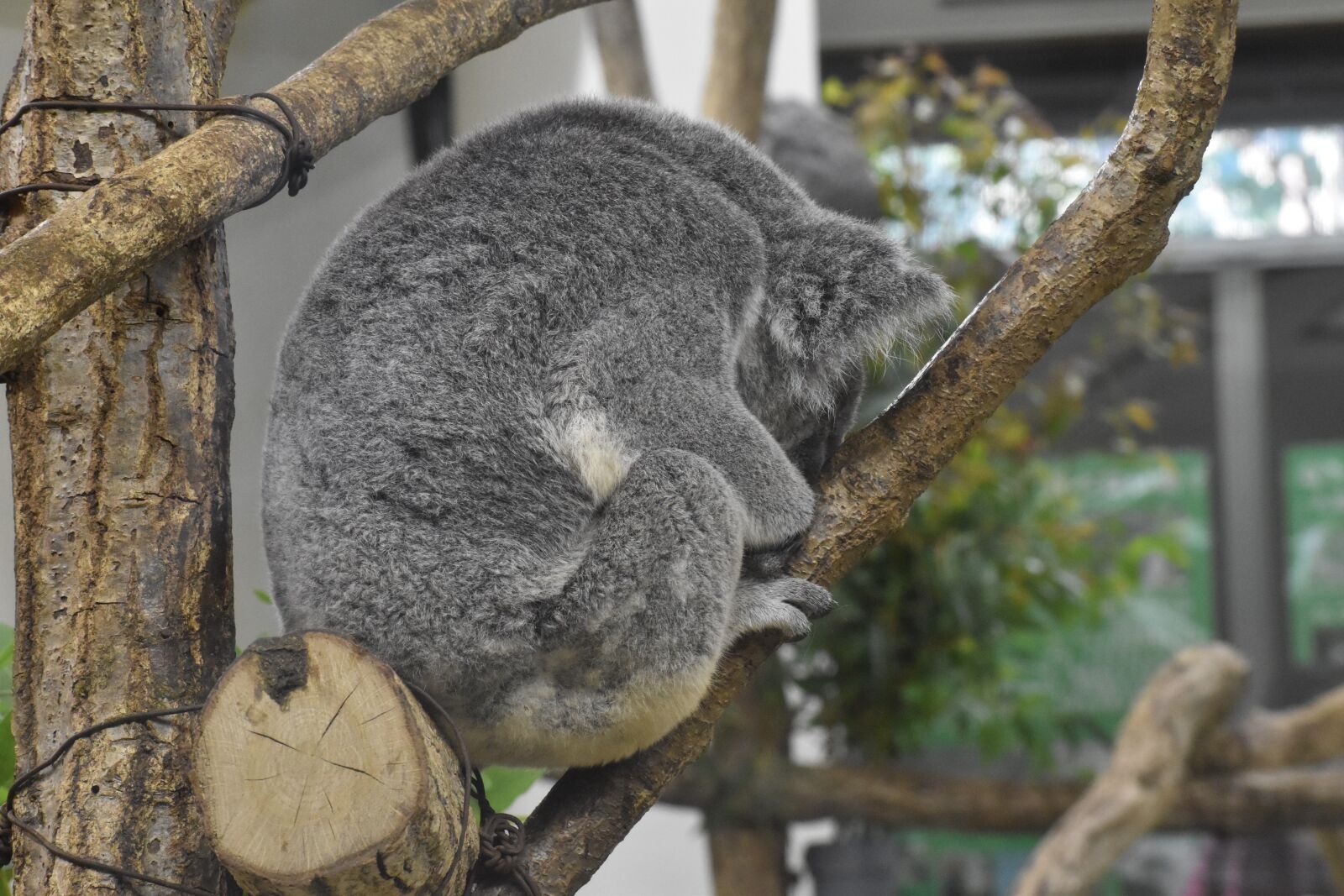 Nikon D5600 sample photo. Koala, zoo, animal photography