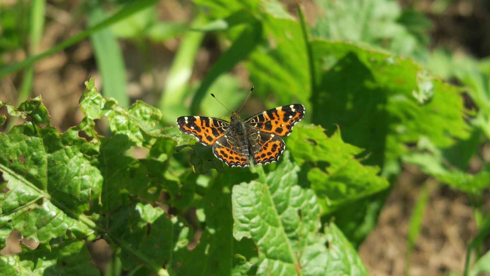Canon PowerShot G5 X sample photo. Butterfly, spring, nature photography