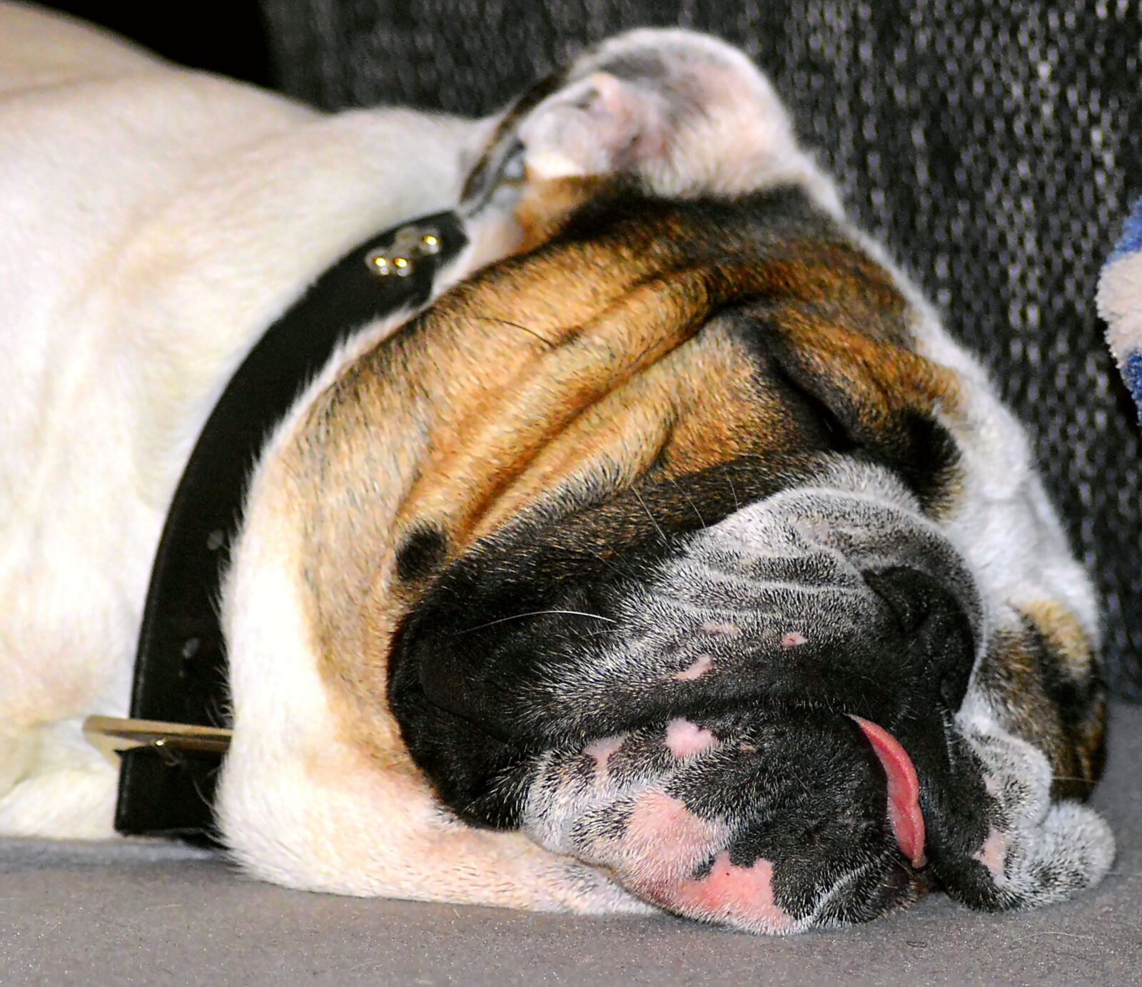 Nikon D3200 sample photo. Dog, sleeping, pet photography