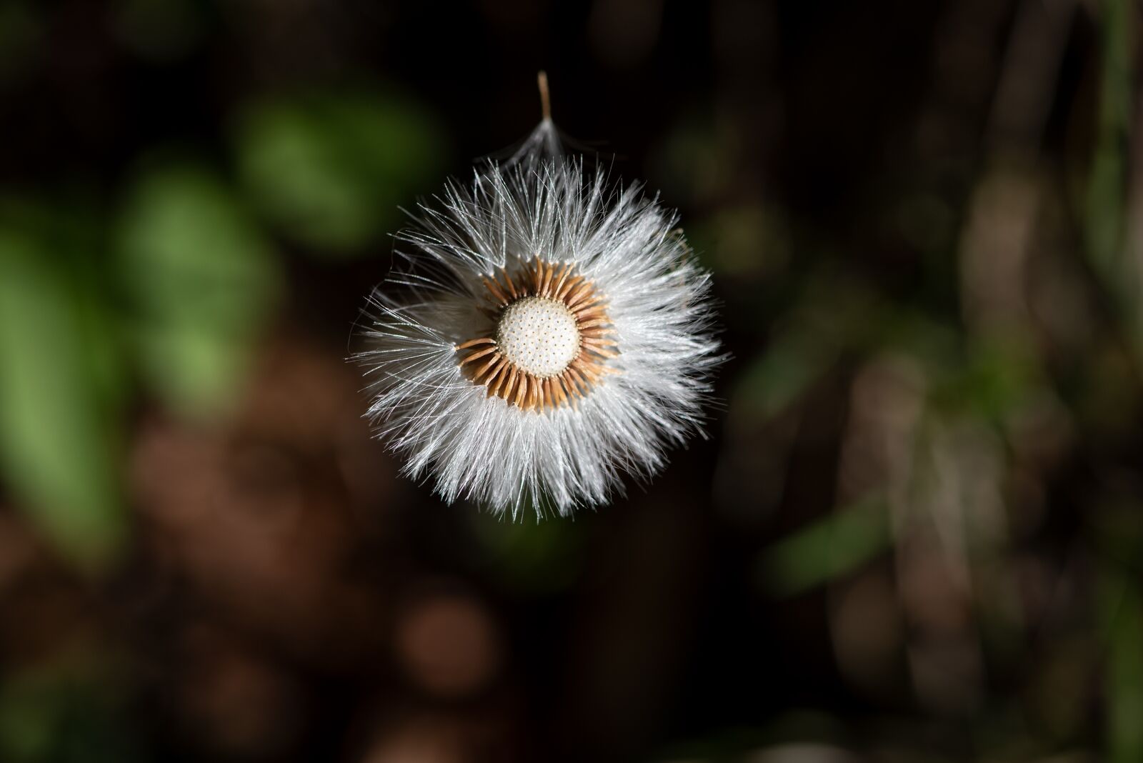 Nikon D750 sample photo. Dandelion, flying seeds, seeds photography