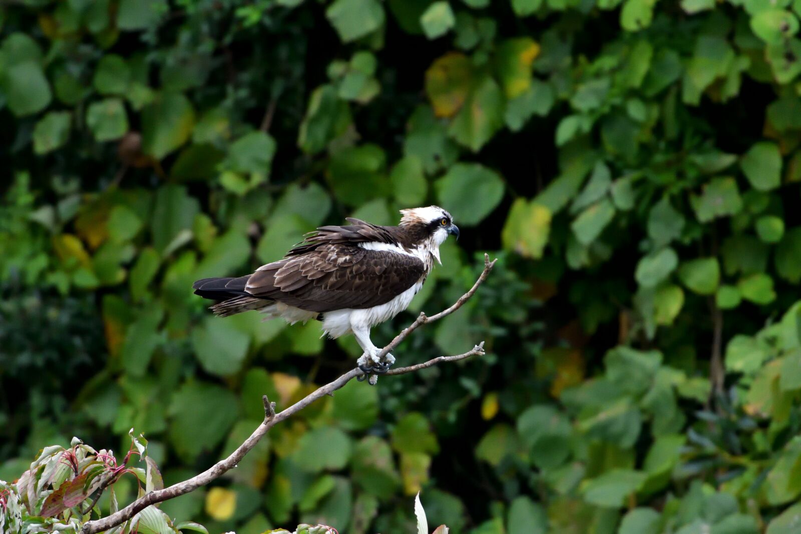 Nikon D500 sample photo. Natural, outdoors, bird photography