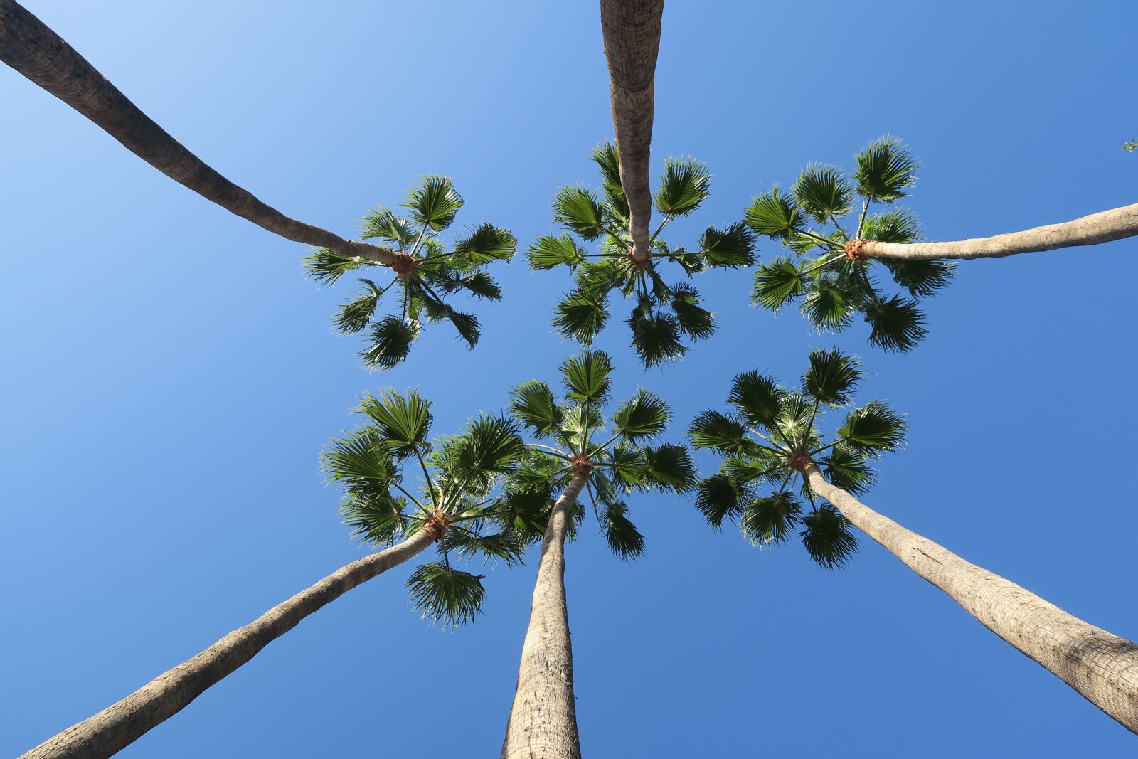 Canon PowerShot G7 X sample photo. Palm trees, blue sky photography
