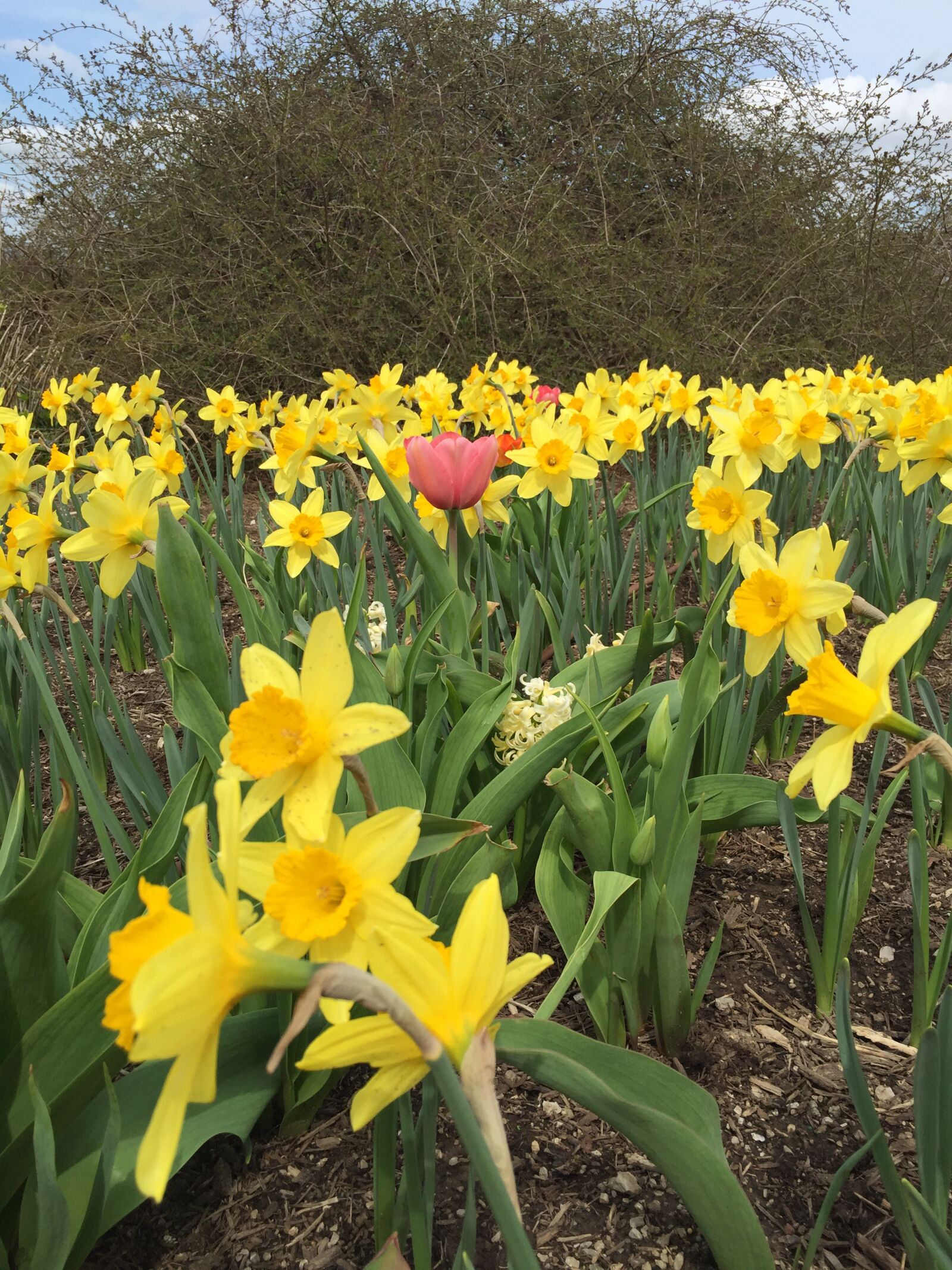 iPhone 6 back camera 4.15mm f/2.2 sample photo. Spring, flowers, nature photography