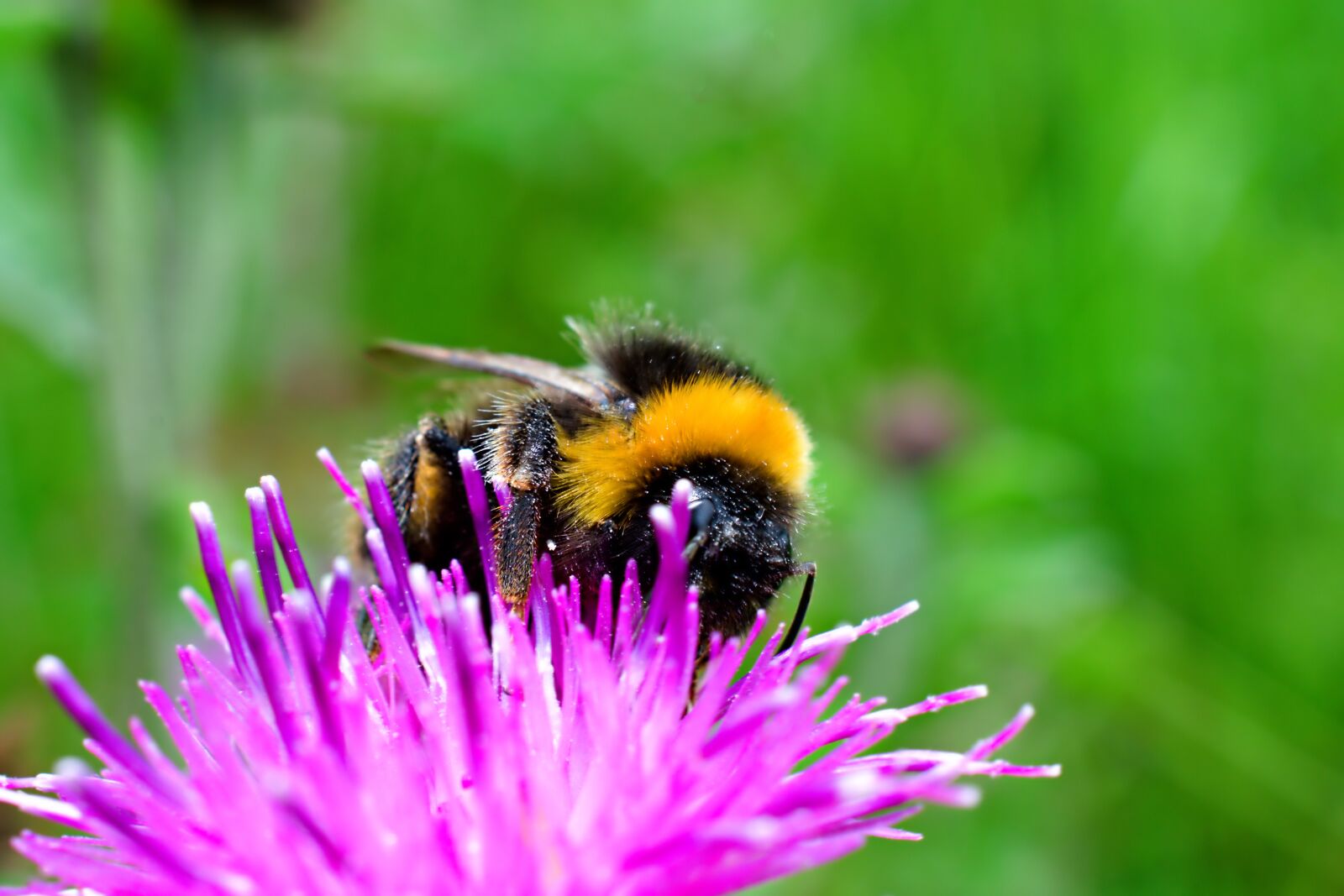 Nikon D3400 sample photo. Bee, bumble bee, bumblebee photography