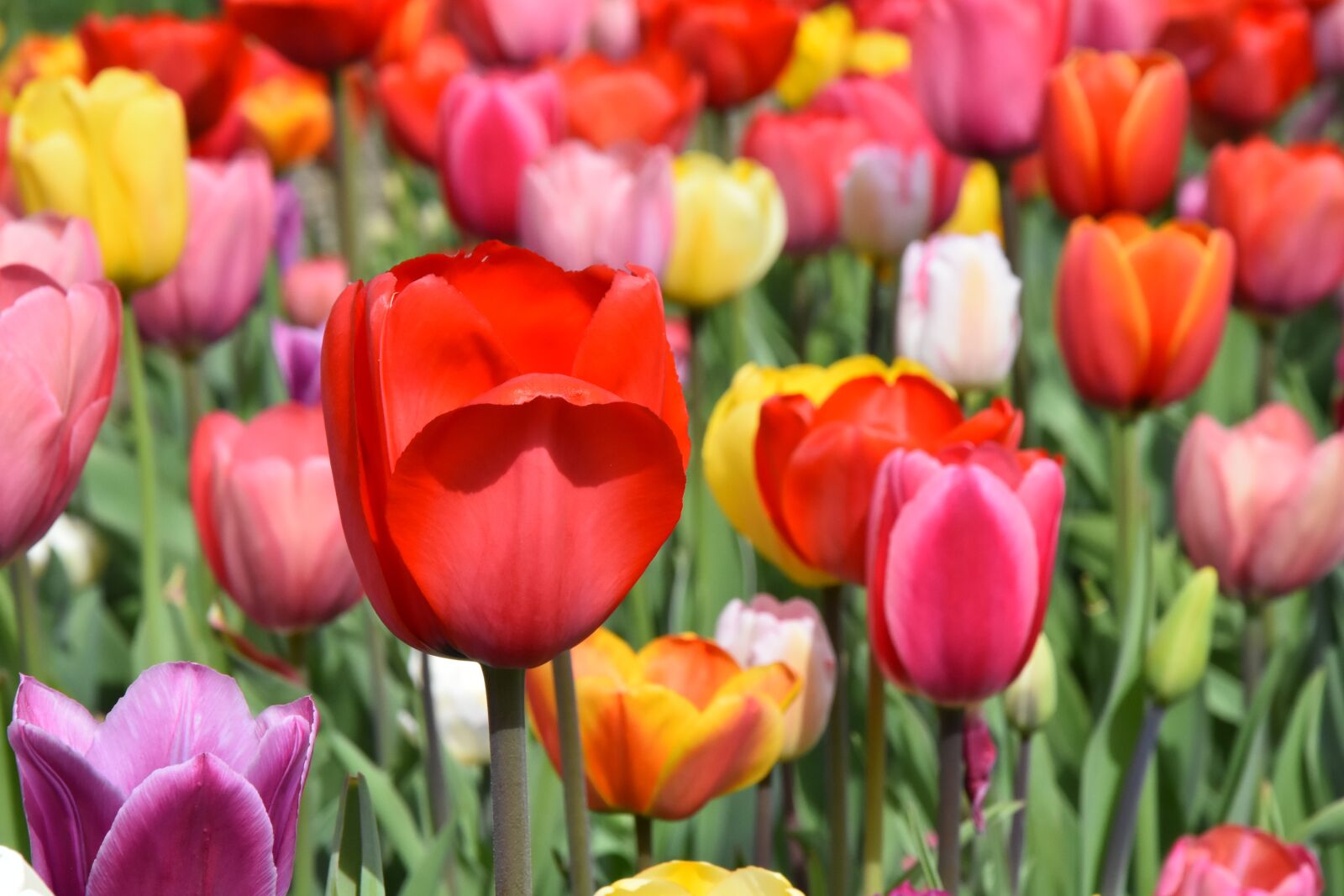 Nikon D7200 sample photo. Tulips, flowers, colorful photography