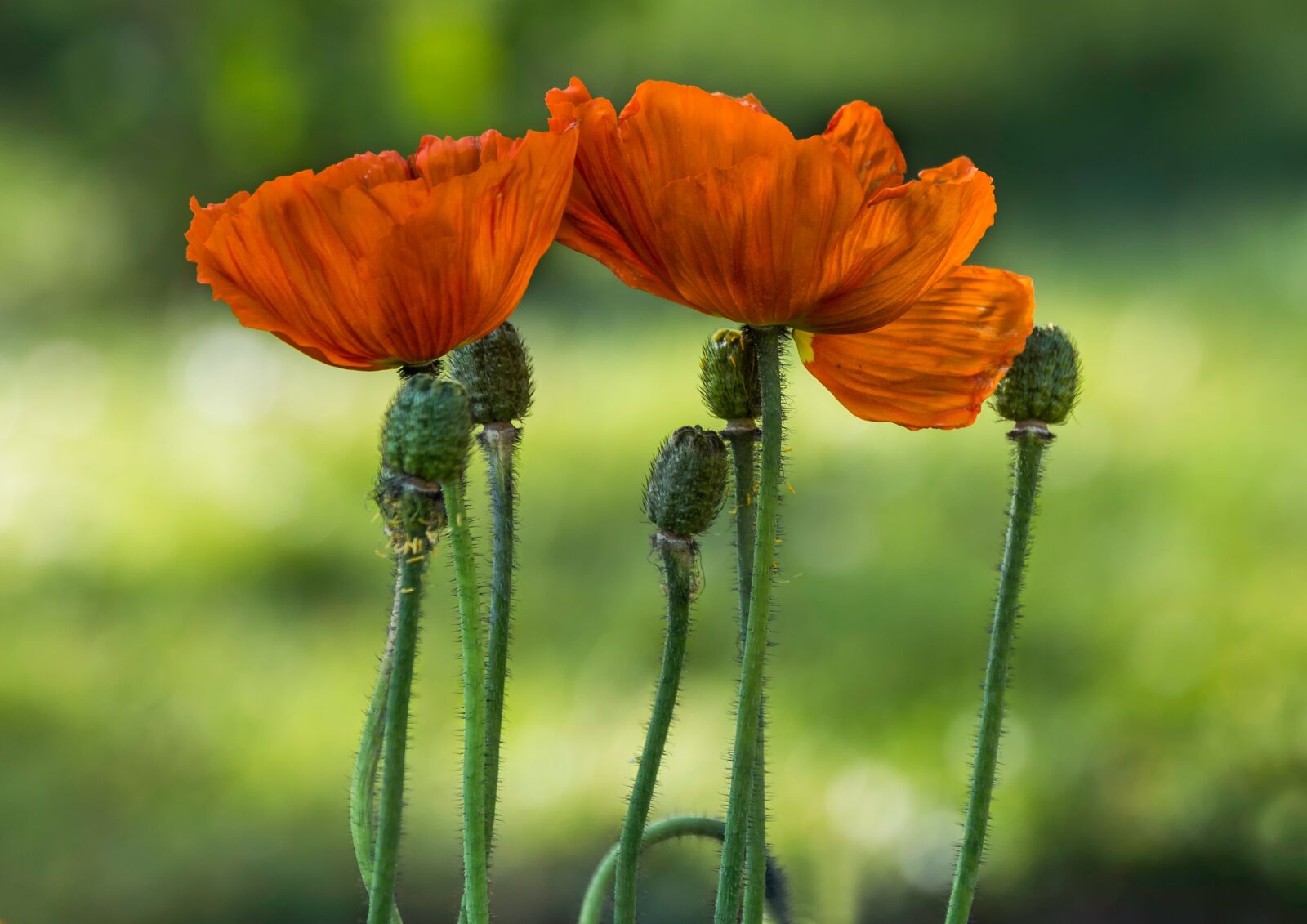 Canon EF 70-300mm F4-5.6L IS USM sample photo. Nature, flower, plant photography