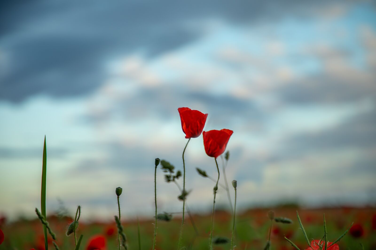 Canon EF 24-105mm F4L IS II USM sample photo. Poppy, poppies, nature photography