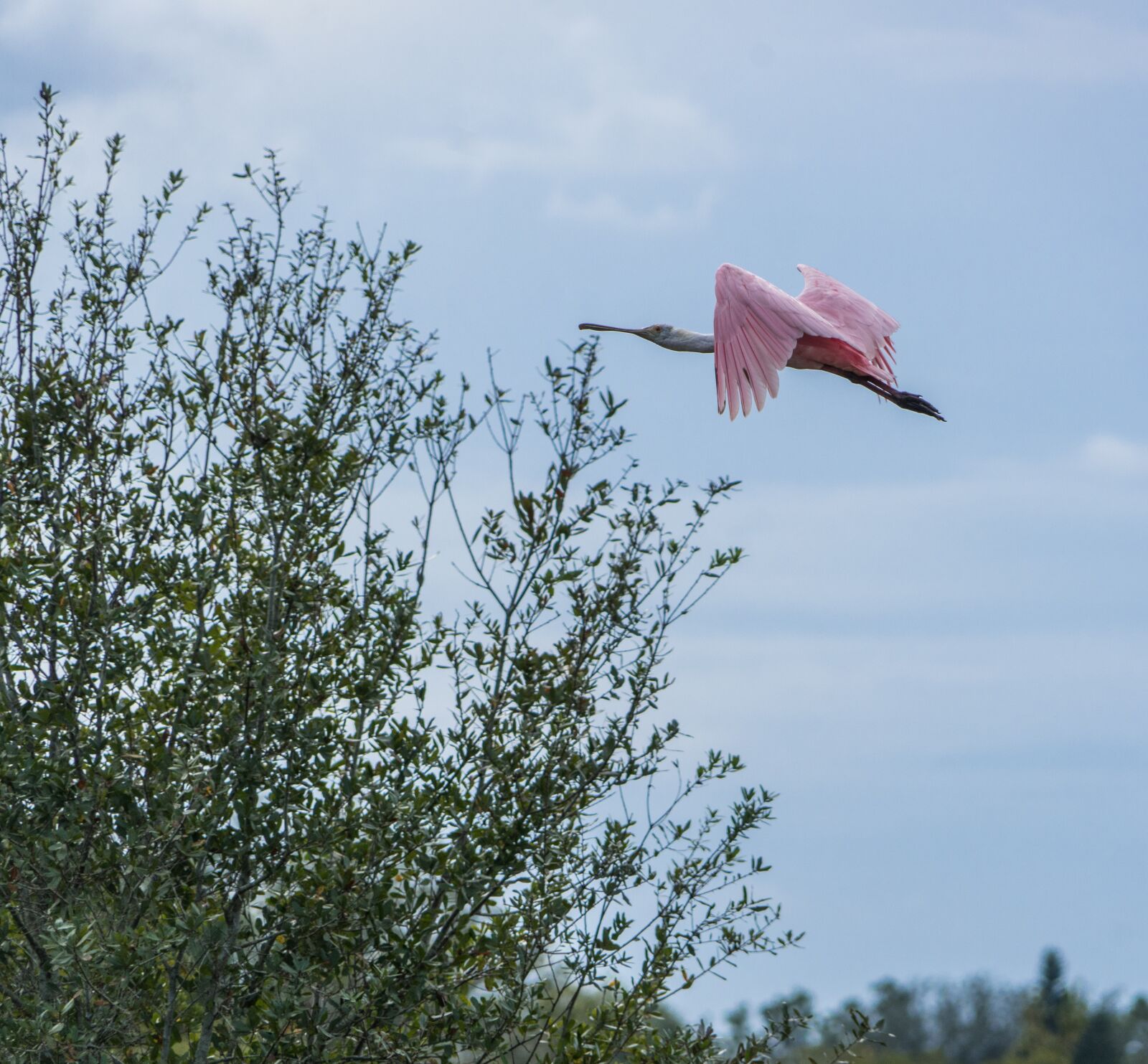 Sony a7R II + Sony FE 24-240mm F3.5-6.3 OSS sample photo. Roseata spoonbill, flying, pink photography