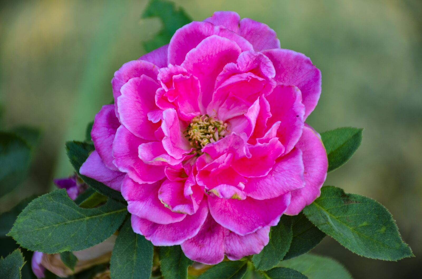 Nikon D7000 sample photo. Flower, close up, nature photography