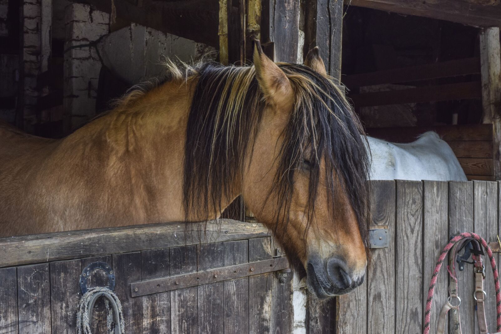 Nikon D3300 sample photo. Animal, horse, nature photography