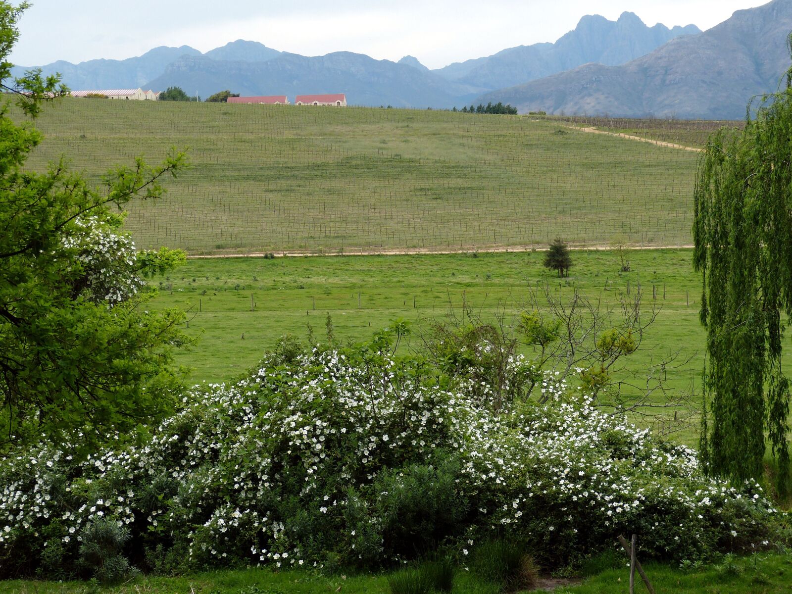 Panasonic Lumix DMC-FZ150 sample photo. South africa, garden route photography