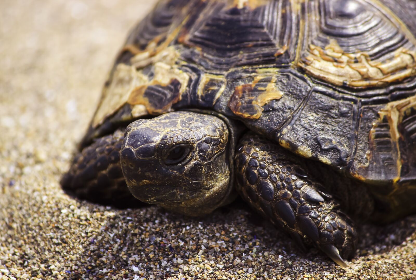 Canon EOS 600D (Rebel EOS T3i / EOS Kiss X5) sample photo. Turtle, animal, nature photography