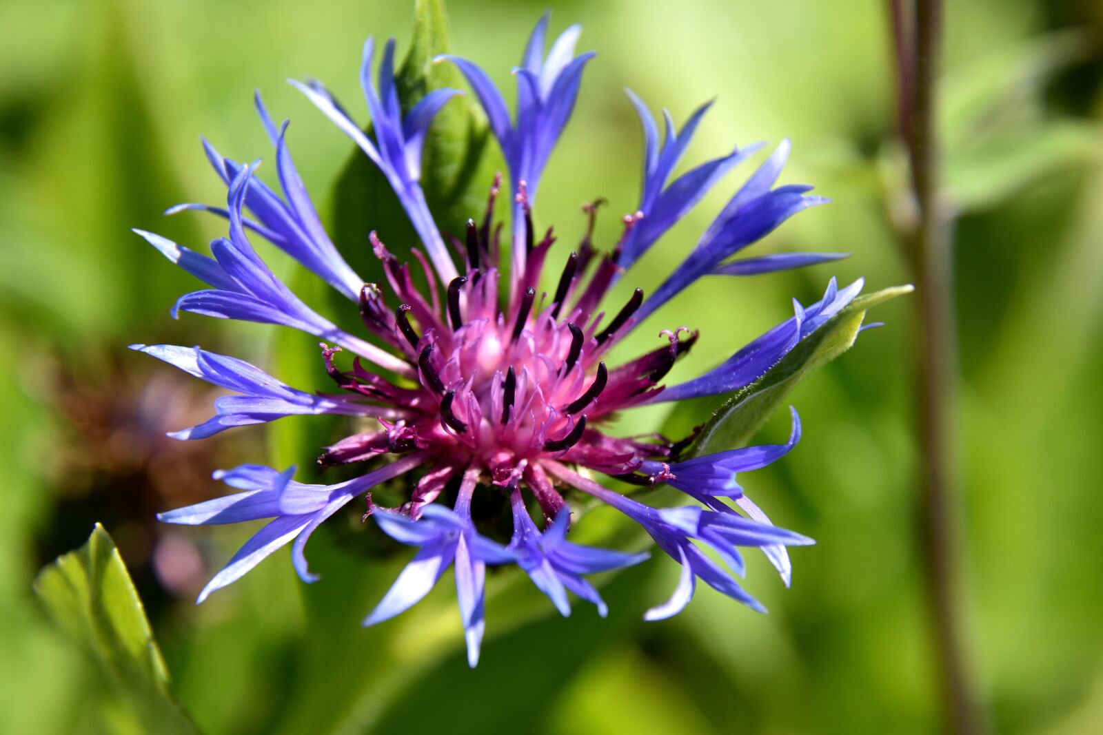 Nikon D5500 sample photo. Cornflower, blossom, bloom photography