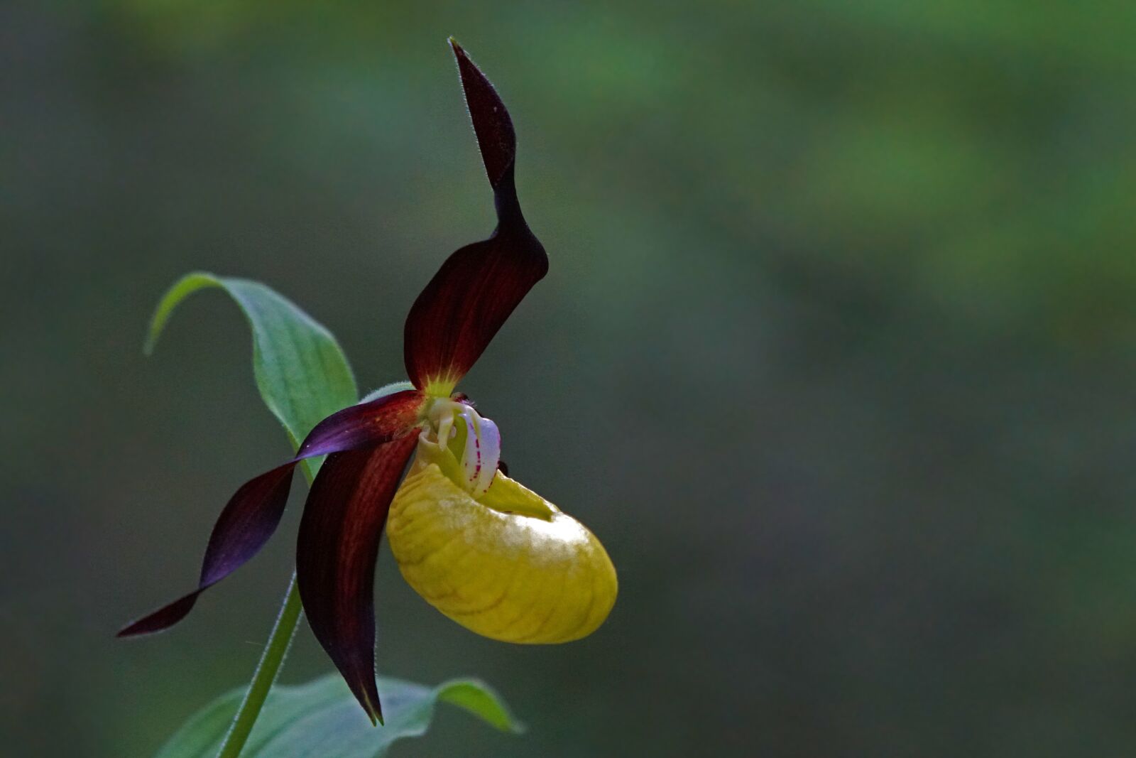 Sony FE 100-400mm F4.5-5.6 GM OSS sample photo. Orchid, flower, flowers photography