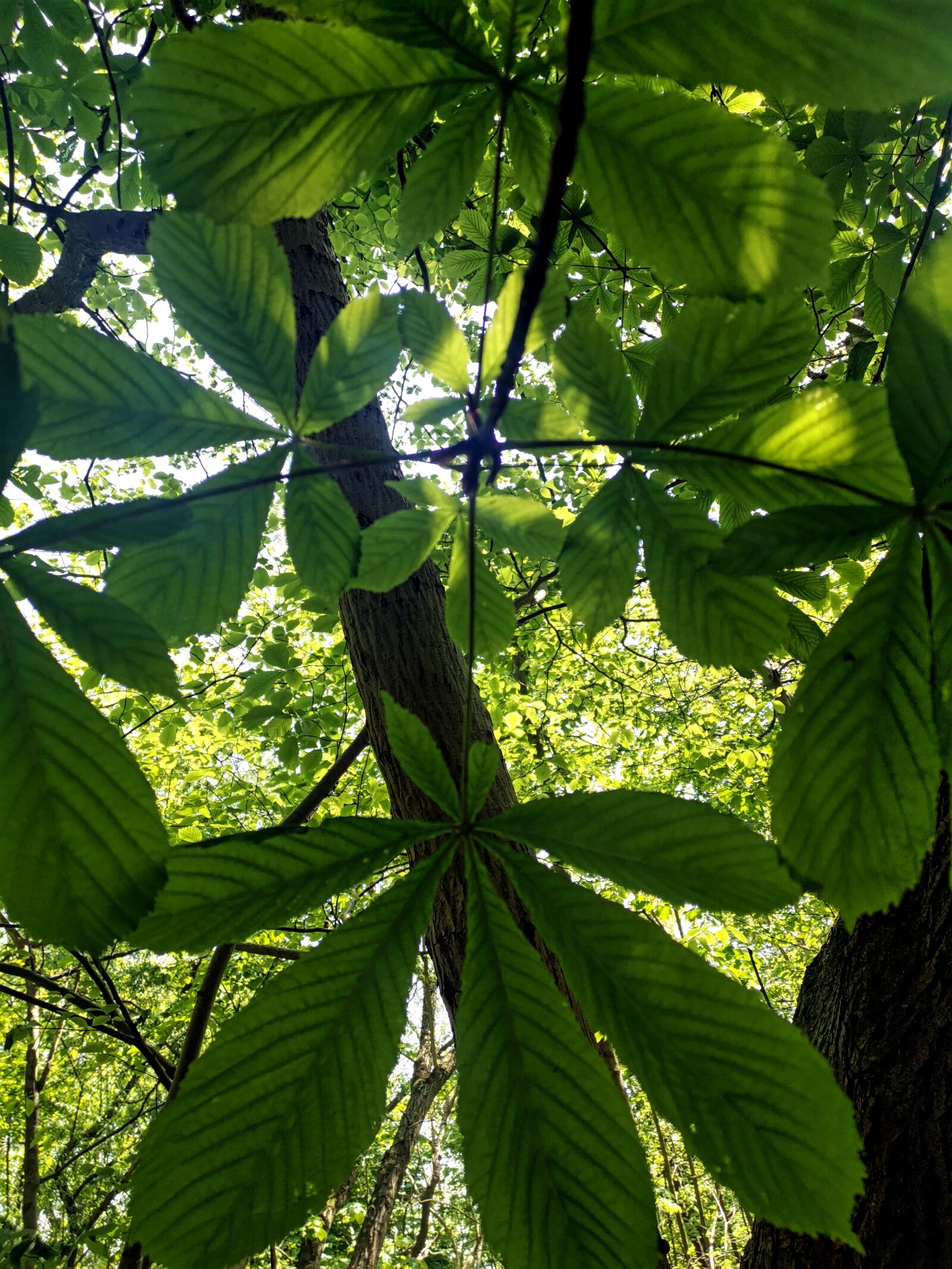 HUAWEI Mate 20 Pro sample photo. Plants, nature, green photography