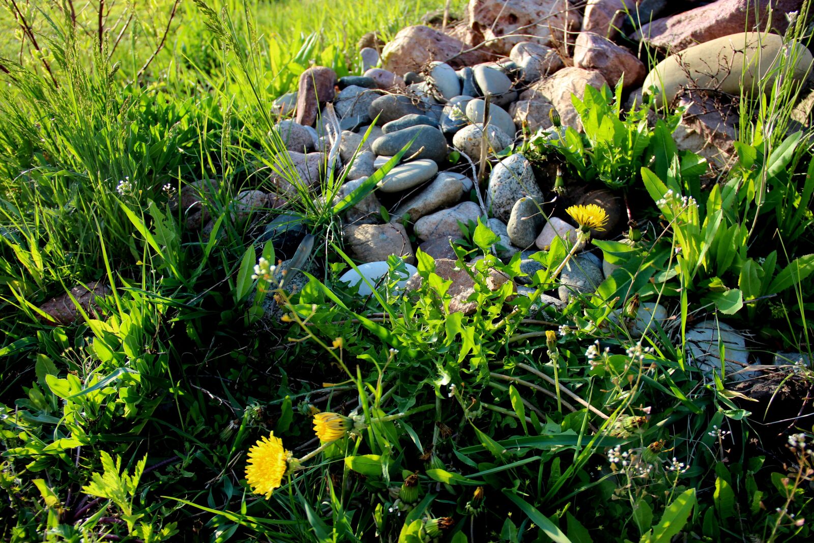 Canon EF-S 18-135mm F3.5-5.6 IS sample photo. Stones, grass, summer photography