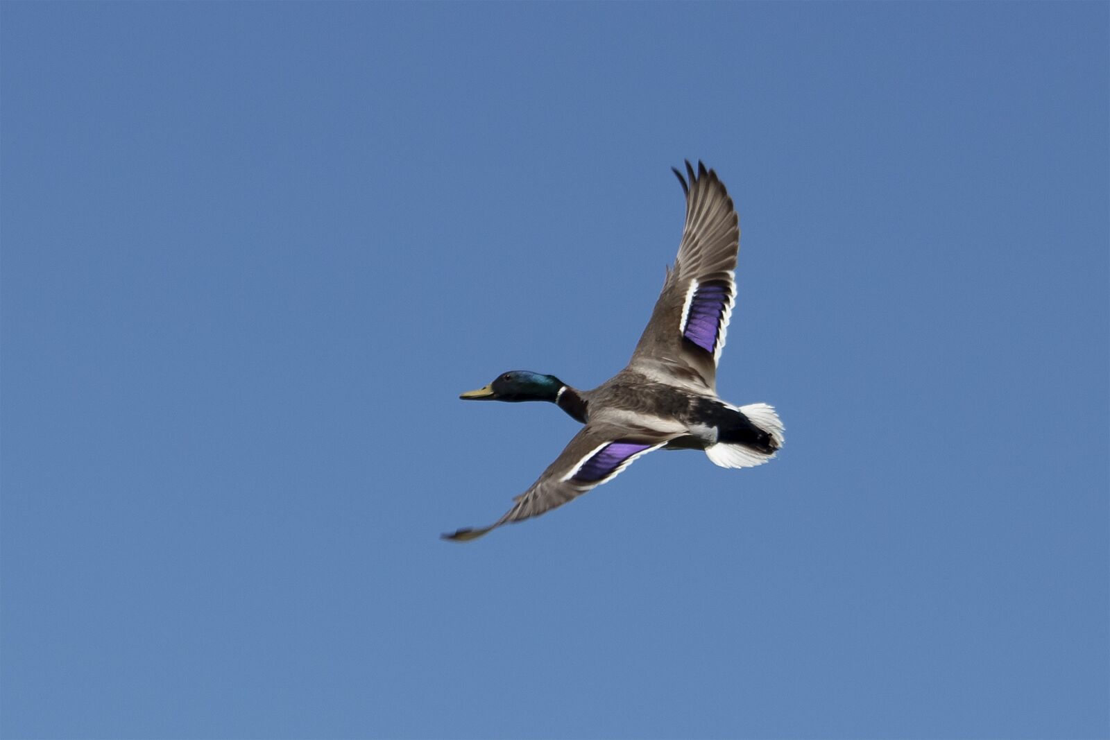 Canon EF75-300mm f/4-5.6 sample photo. Wild ducks, teal, duck photography